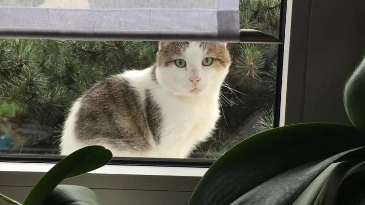 Kater Joe sitzt am Fenster