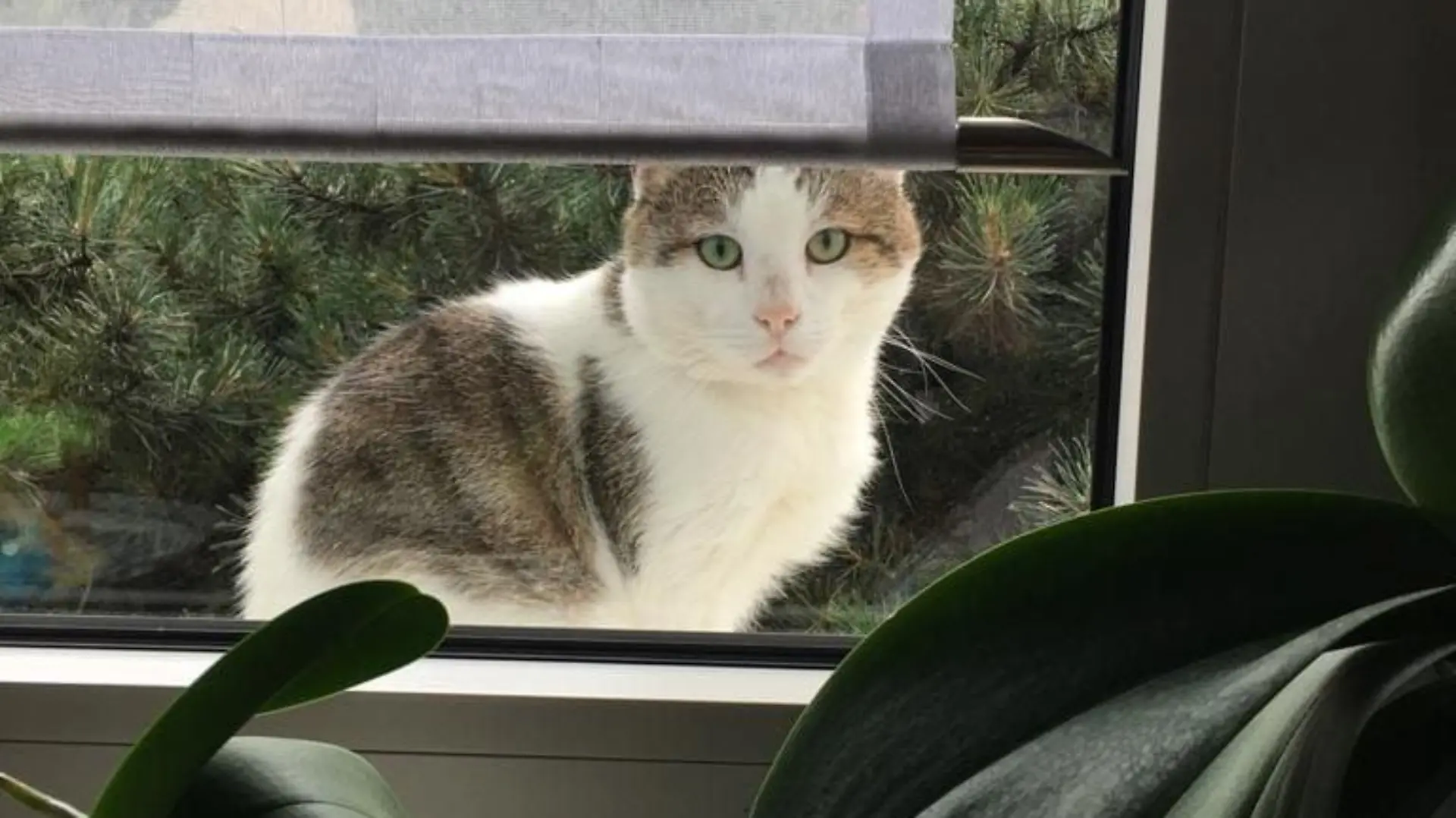 Kater Joe sitzt am Fenster