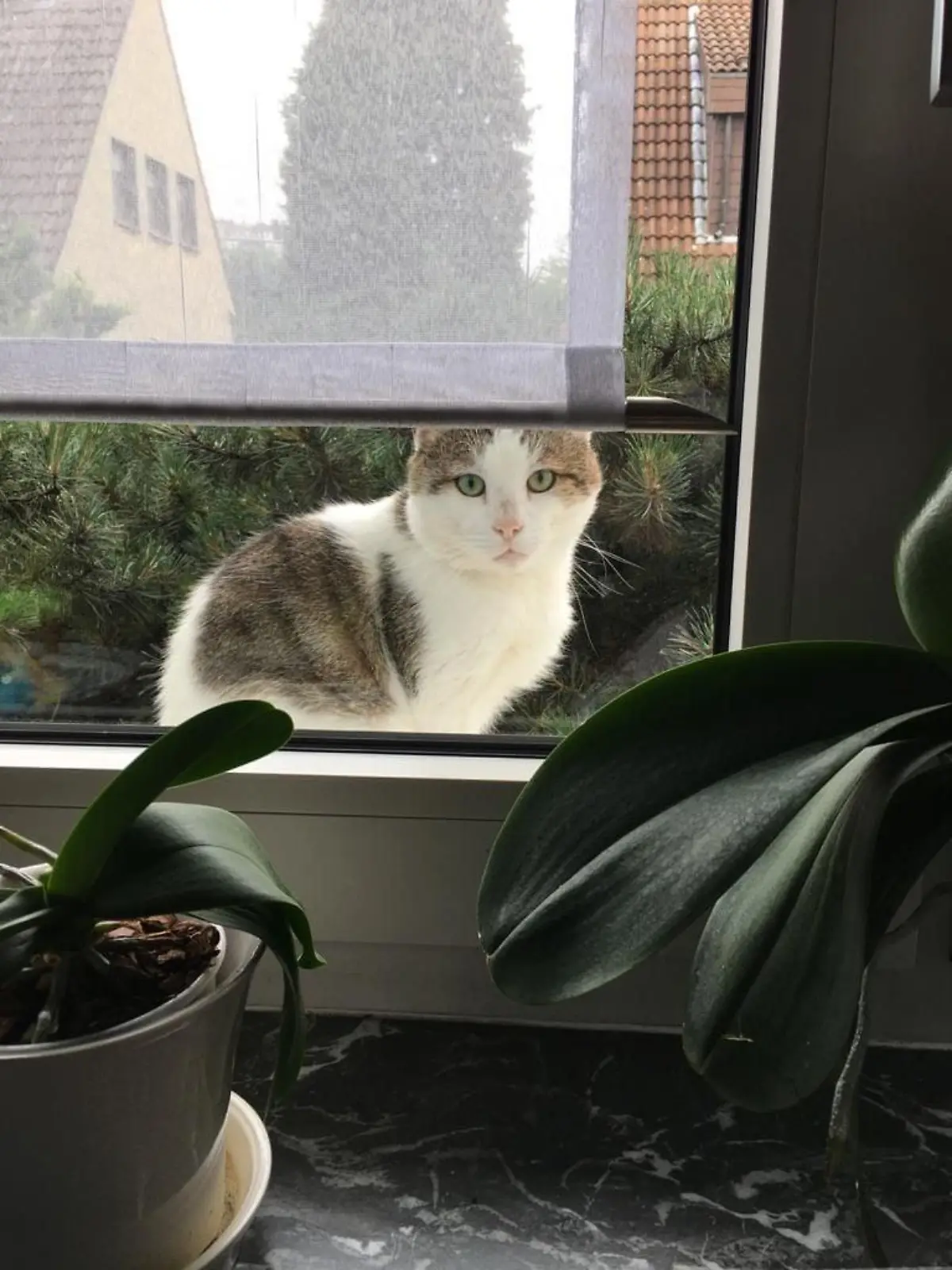 Kater Joe sitzt am Fenster