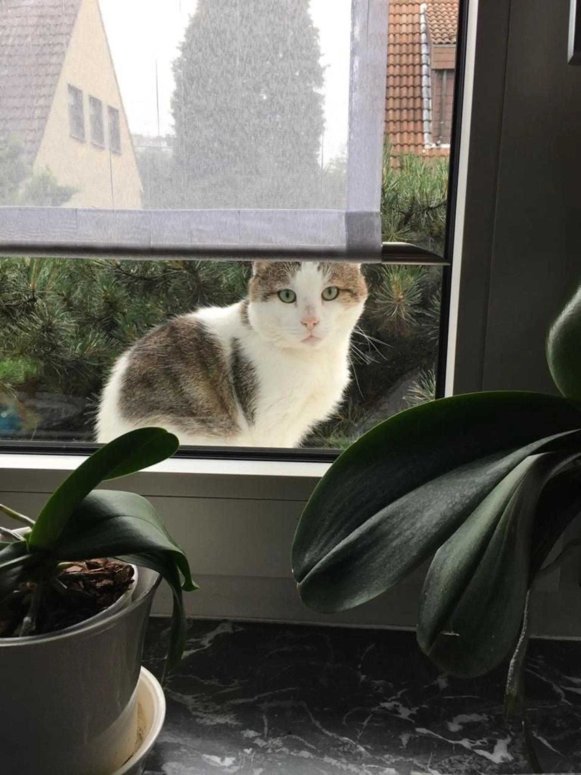 Kater Joe sitzt am Fenster