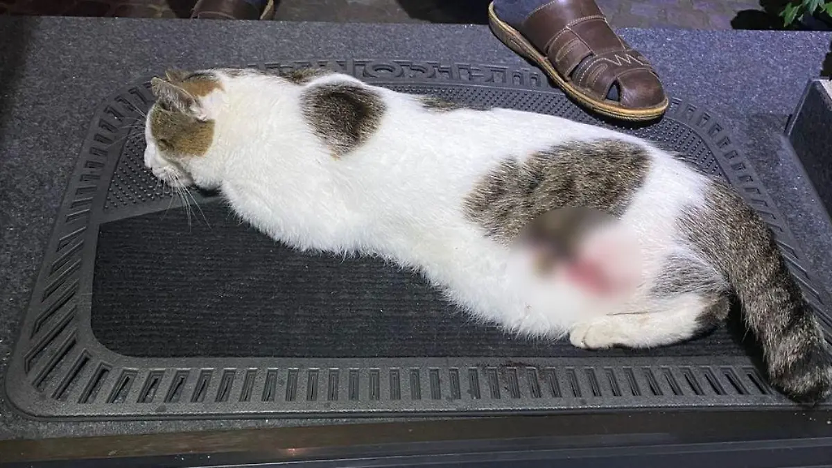 Toter Kater Joe
