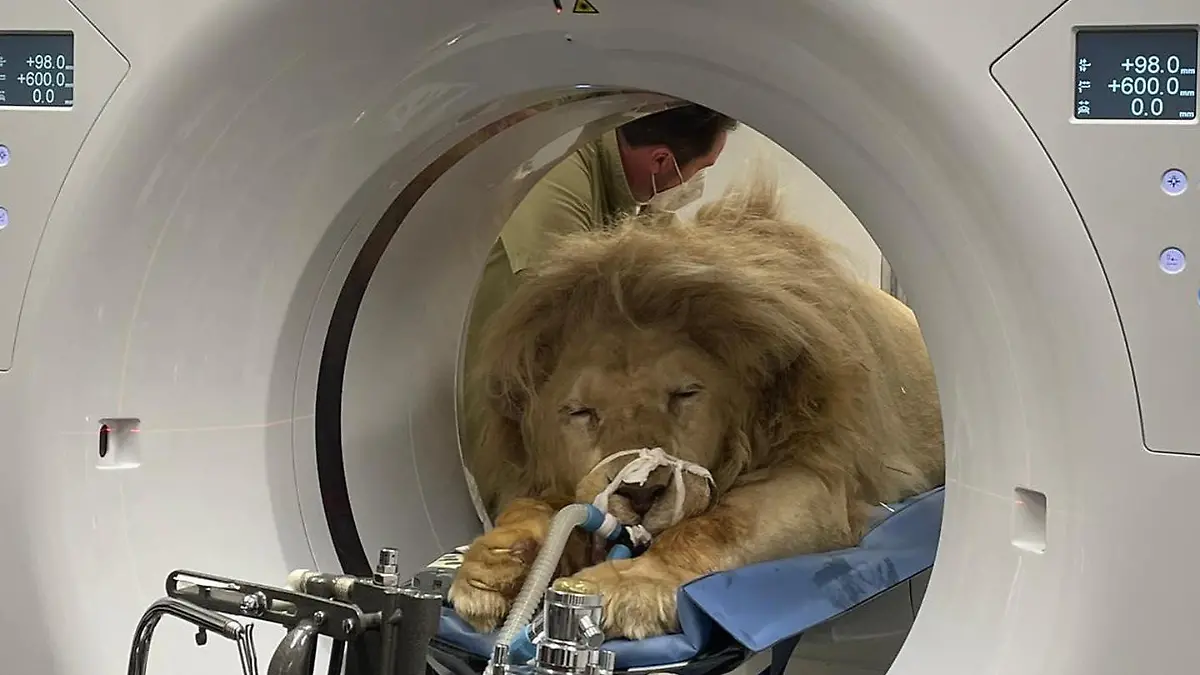 King Tonga in der Röhre: Der Löwe aus Circus Krone ist krank und wird noch an diesem Donnerstag operiert.