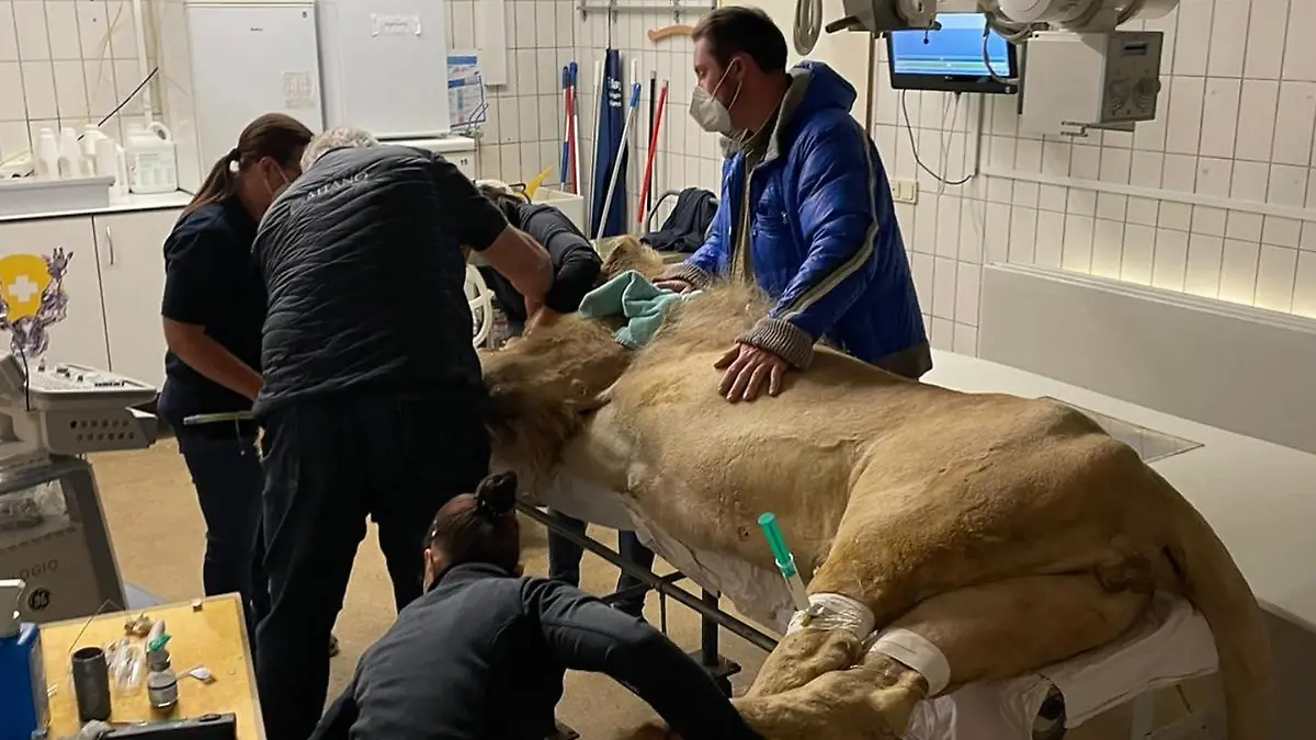 Das Tier bringt fast 300 Kilo auf die Waage.