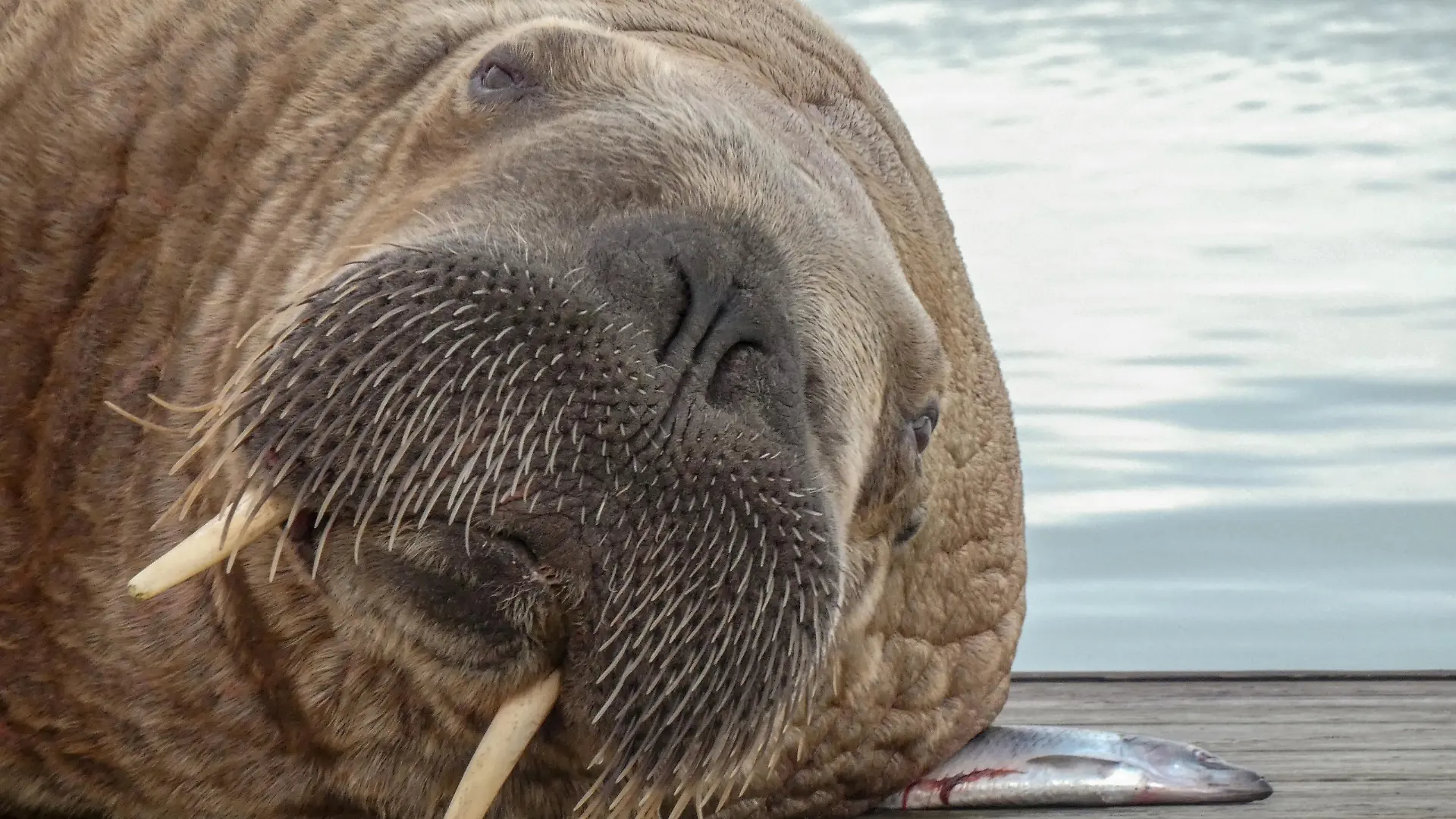 A walrus identified by Seal Rescue Ireland as Wally, the wandering walrus last spotted in West Cork, Ireland, is seen in harbour in Hofn, Iceland September 19, 2021 in this image obtained from social media September 22, 2021. Courtesy Lilja Johannesdottir/via REUTERS THIS IMAGE HAS BEEN SUPPLIED BY A THIRD PARTY. MANDATORY CREDIT. NO RESALES. NO ARCHIVES.