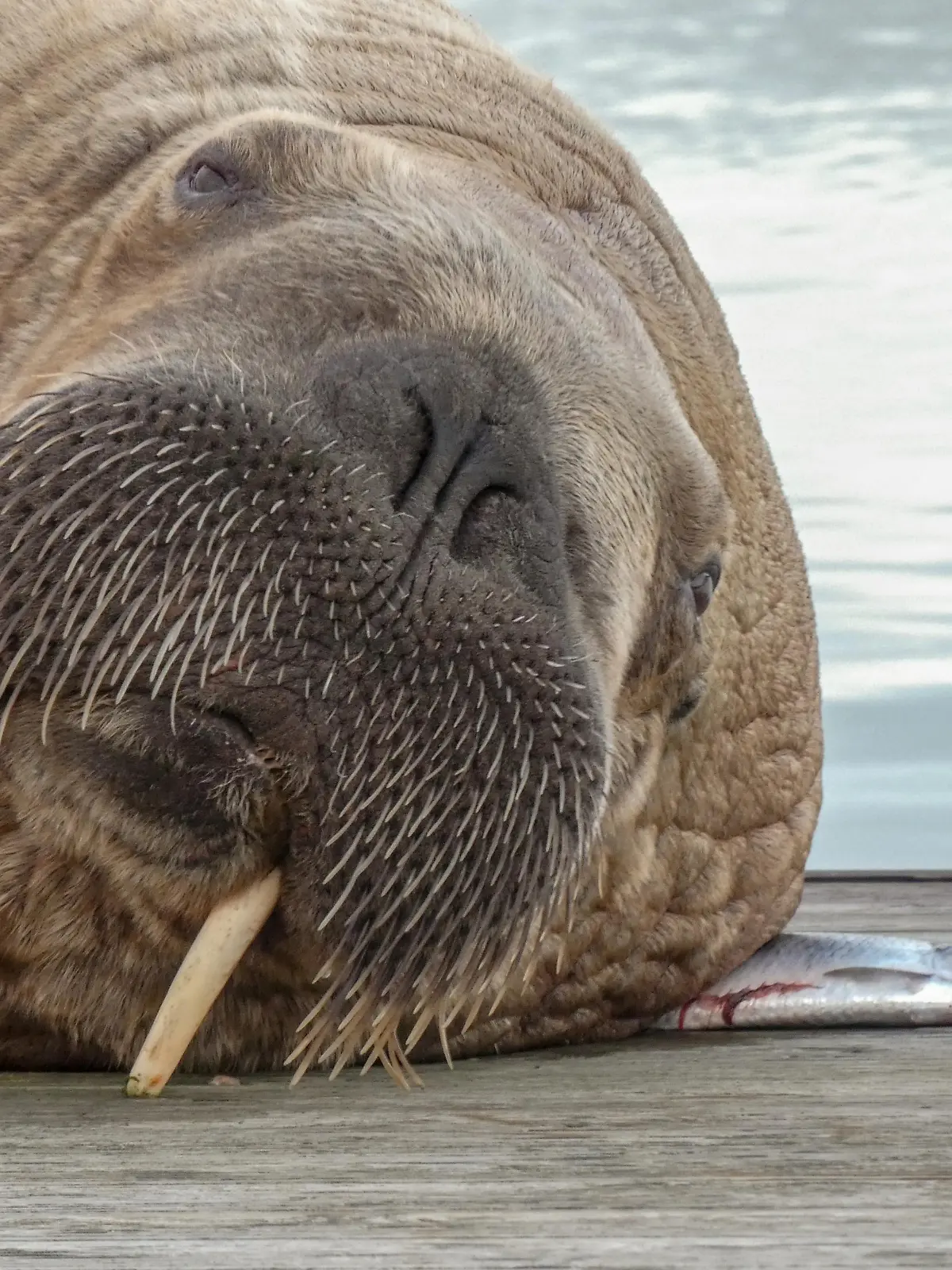 A walrus identified by Seal Rescue Ireland as Wally, the wandering walrus last spotted in West Cork, Ireland, is seen in harbour in Hofn, Iceland September 19, 2021 in this image obtained from social media September 22, 2021. Courtesy Lilja Johannesdottir/via REUTERS THIS IMAGE HAS BEEN SUPPLIED BY A THIRD PARTY. MANDATORY CREDIT. NO RESALES. NO ARCHIVES.