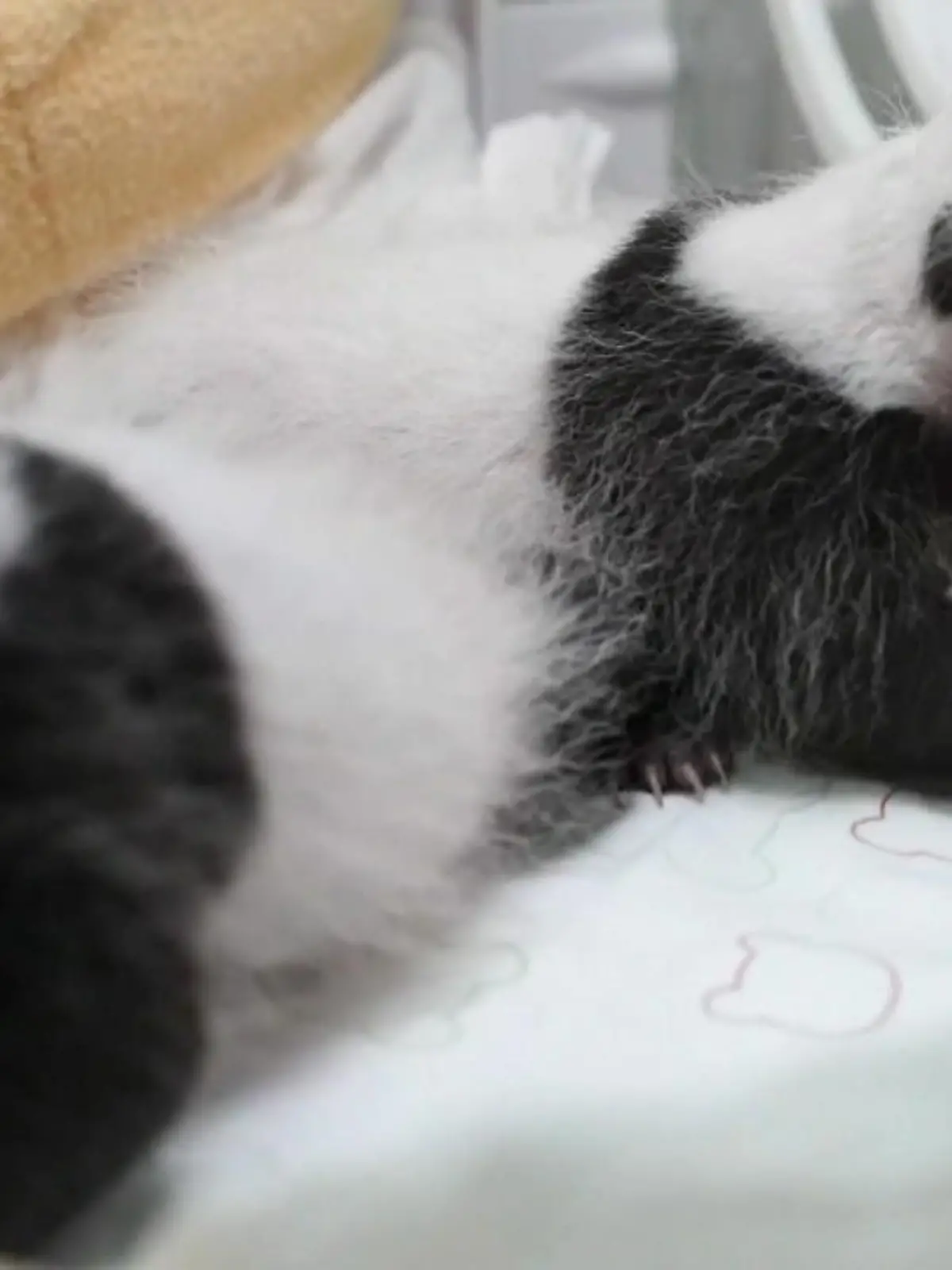Bild zu: "Pandas sorgen für Baby-Boom"