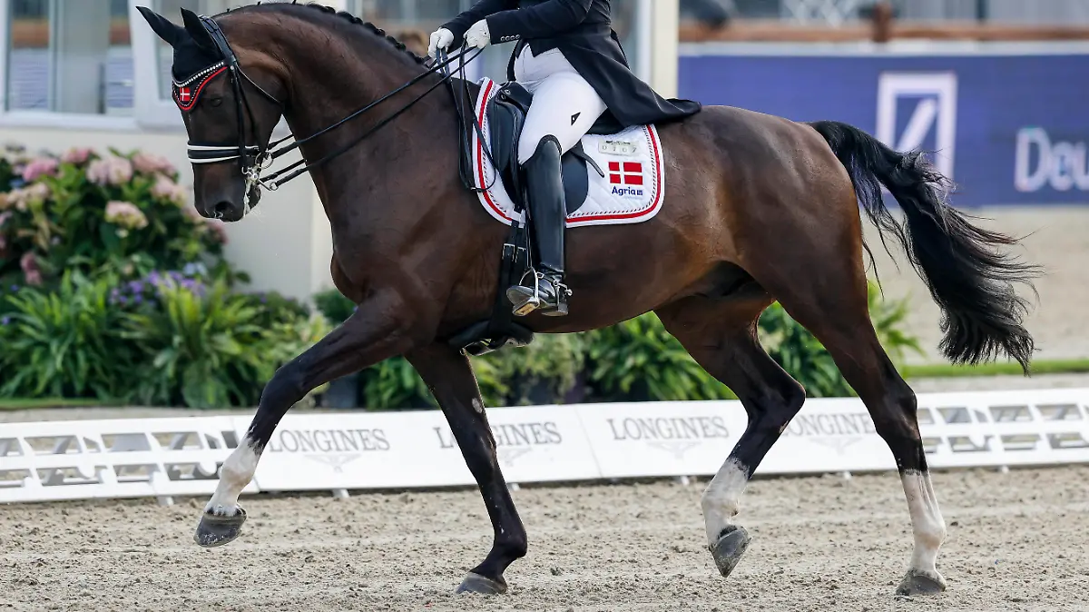 HAGEN - FEI Dressage European Championships 2021, HAGEN - FEI Dressage European Championships 2021 SKOV Emma DEN, Cracker Jack U25 Grand Prix Part A Individual Competition supported by Liselott und Klaus Rheinberger Stiftung presented by BEMER INT. AG Hagen a.T.W., Hof Kasselmann 11. September 2021 - *** HAGEN FEI Dressage European Championships 2021, HAGEN FEI Dressage European Championships 2021 SKOV Emma DEN , Cracker Jack U25 Grand Prix Part A Individual Competition supported by Liselott und Klaus Rheinberger Stiftung presented by BEMER INT AG Hagen a T W , Hof Kasselmann 11 September 2021