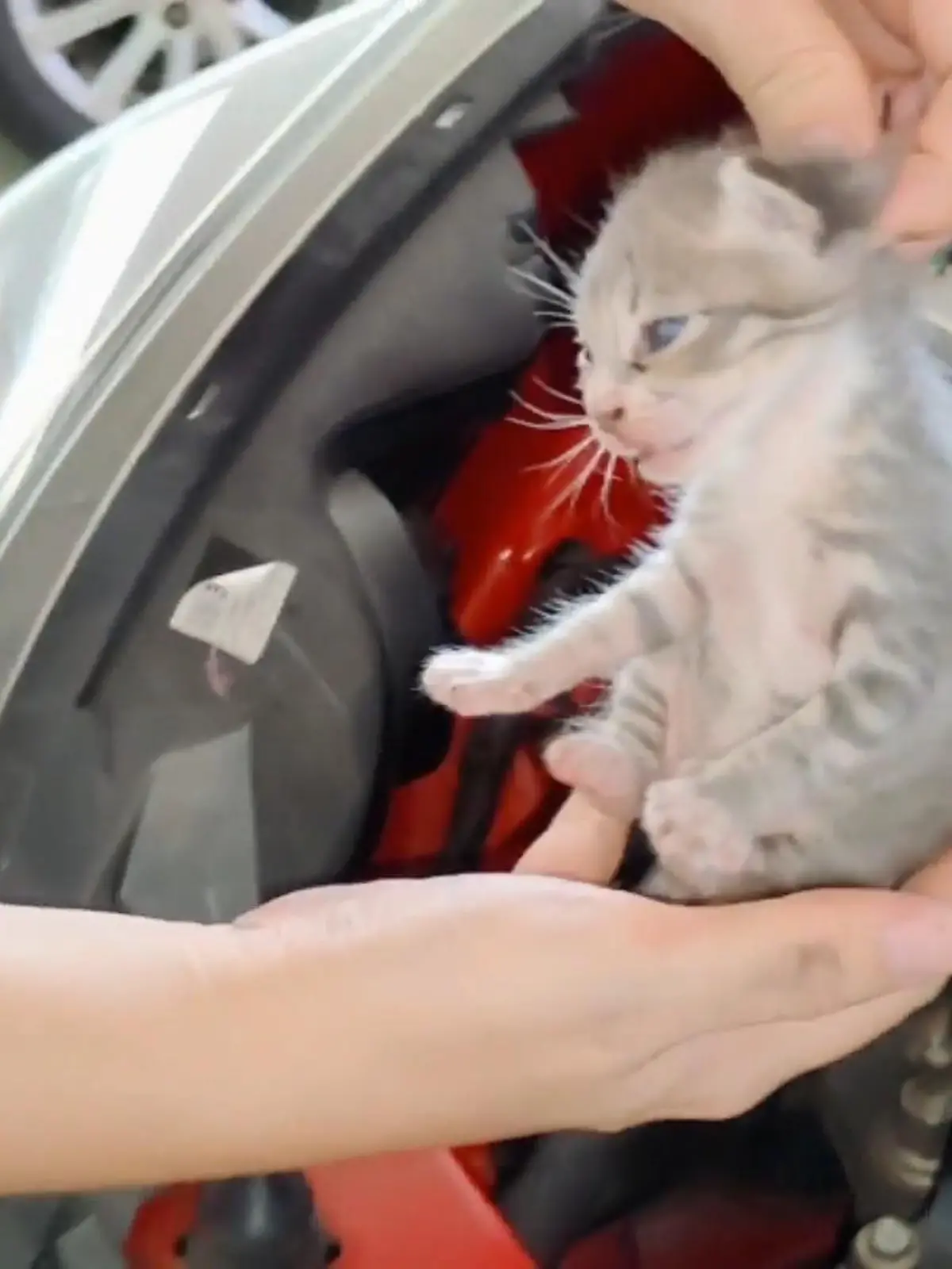 Da hat ein Autobesitzer in Malaysia aber auch nicht schlecht geschaut! Denn als er merkte, das irgendwas mit seinem Auto nicht stimmte, kamen plötzlich zwei Babykätzchen zum Vorschein.