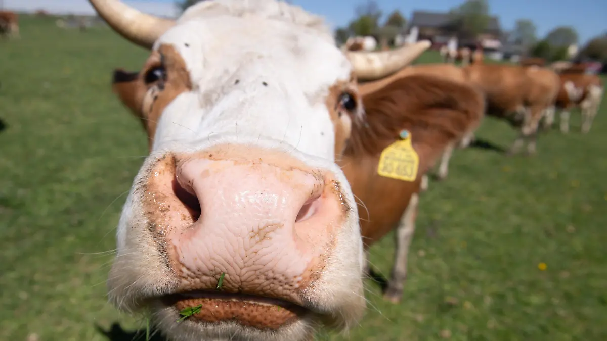 27.04.2020, Sachsen, Nossen: Eine Kuh auf einer Weide am Biohof Mahlitzsch nähert sich interessiert dem Fotografen. Am gleichen Tag besuchte Sachsens Landwirtschaftsminister Günther den Hof, um sich über die Situation des Ökolandbaus in Sachsen zu informieren. Foto: Sebastian Kahnert/dpa-Zentralbild/dpa +++ dpa-Bildfunk +++