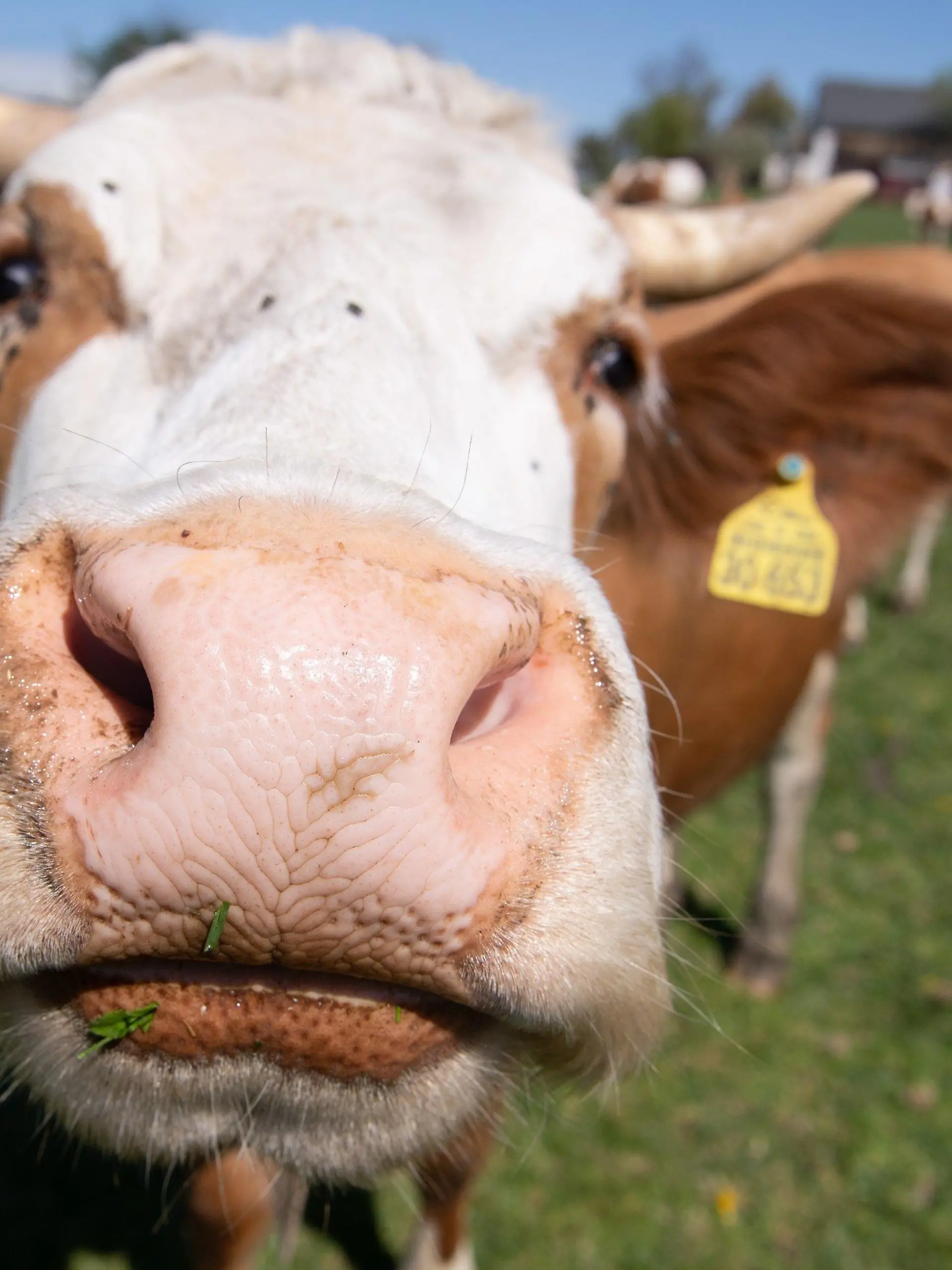 27.04.2020, Sachsen, Nossen: Eine Kuh auf einer Weide am Biohof Mahlitzsch nähert sich interessiert dem Fotografen. Am gleichen Tag besuchte Sachsens Landwirtschaftsminister Günther den Hof, um sich über die Situation des Ökolandbaus in Sachsen zu informieren. Foto: Sebastian Kahnert/dpa-Zentralbild/dpa +++ dpa-Bildfunk +++