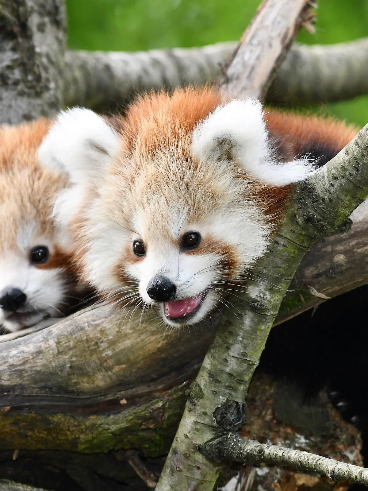Rote Pandas im Opelzoo haben Nachwuchs