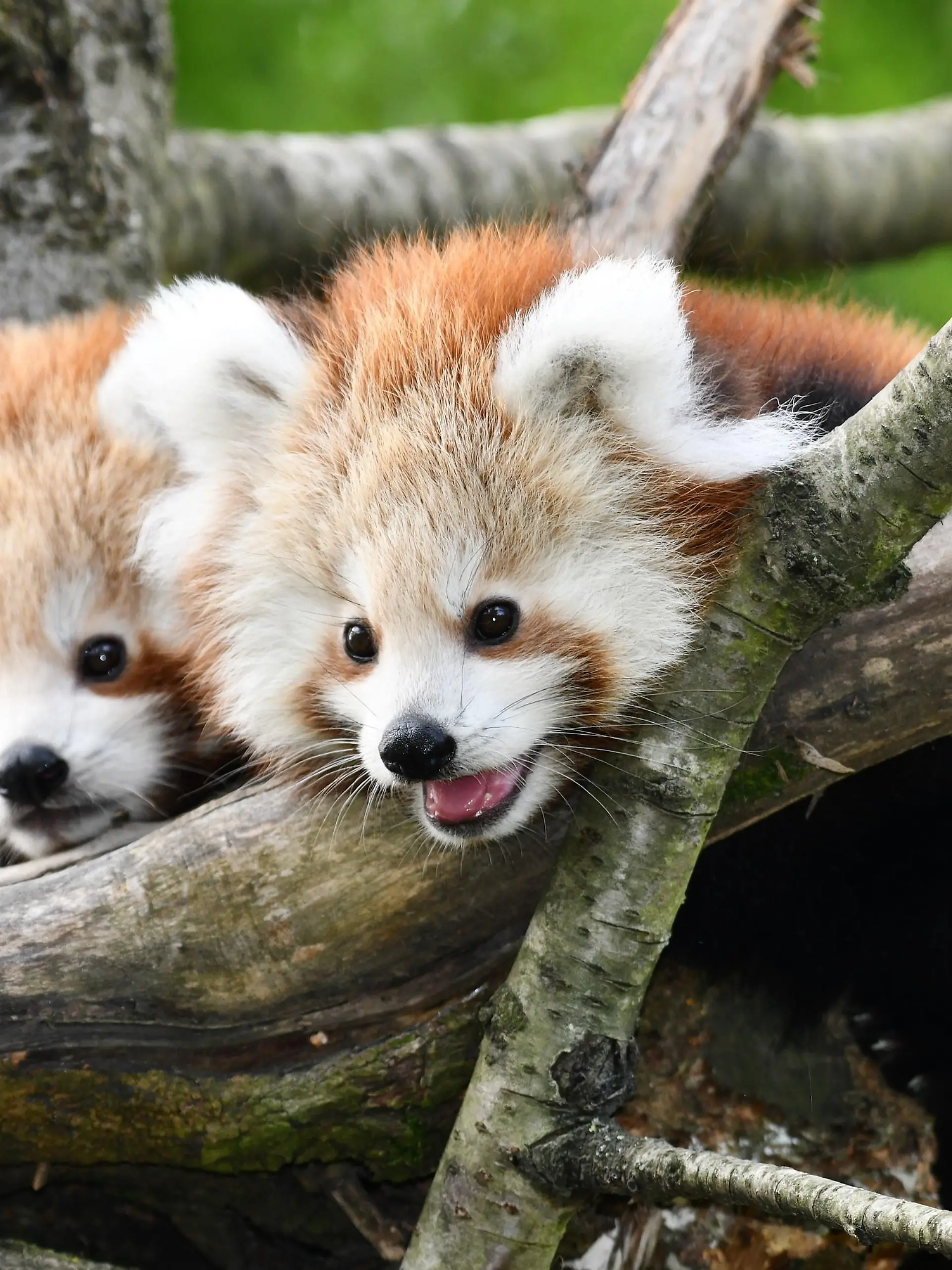 Rote Pandas im Opelzoo haben Nachwuchs