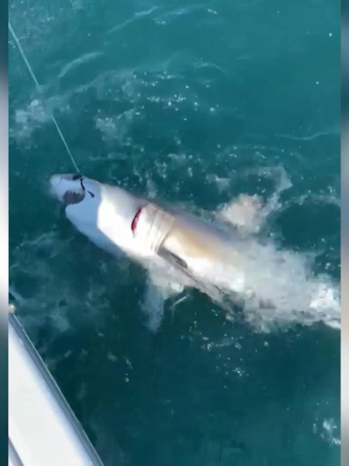 Bild zu: "Ups! Angler hat Weißen Hai am Haken"