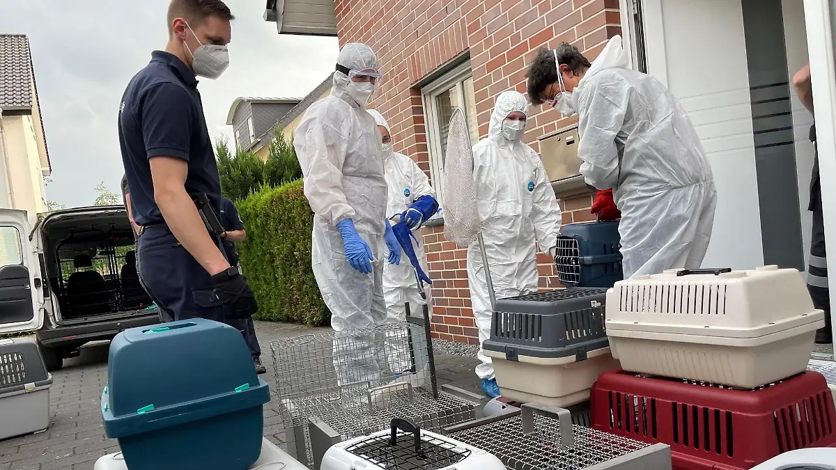 21.05.2023, Nordrhein-Westfalen, Lippstadt: Einsatzkräfte tragen Boxen mit Katzen aus einem Haus. Von den 50 bis 60 Tieren in teils schlechtem Zustand, die in dem Haus gefunden wurden, seien einige bereits tot gewesen, teilte die Polizei am Sonntag mit. Die Hintergründe des Falls sind demnach noch unklar, die Katzenhalter wurden nach Angaben der Polizei noch nicht angetroffen. Foto: Christian Müller/Redaktion Westfalennews/dpa +++ dpa-Bildfunk +++