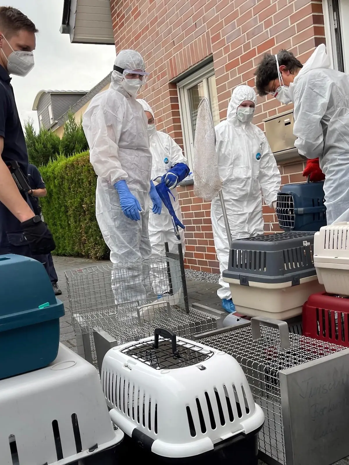 21.05.2023, Nordrhein-Westfalen, Lippstadt: Einsatzkräfte tragen Boxen mit Katzen aus einem Haus. Von den 50 bis 60 Tieren in teils schlechtem Zustand, die in dem Haus gefunden wurden, seien einige bereits tot gewesen, teilte die Polizei am Sonntag mit. Die Hintergründe des Falls sind demnach noch unklar, die Katzenhalter wurden nach Angaben der Polizei noch nicht angetroffen. Foto: Christian Müller/Redaktion Westfalennews/dpa +++ dpa-Bildfunk +++