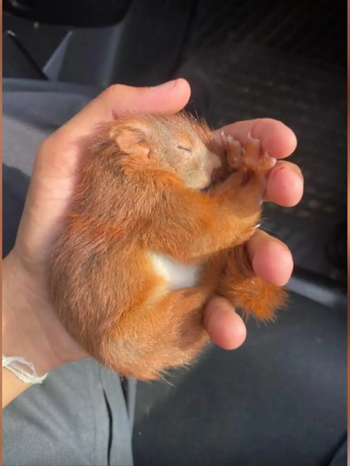 Nach einem Sturz wurde das Eichhörnchen von zwei Polizeibeamten gefunden und in eine Wildtierstation gebracht.