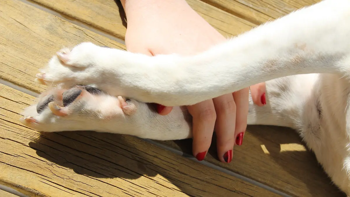 Hand with painted red fingernails between dogs front paws.  Taken outside, both owner and dog lying down in the sun