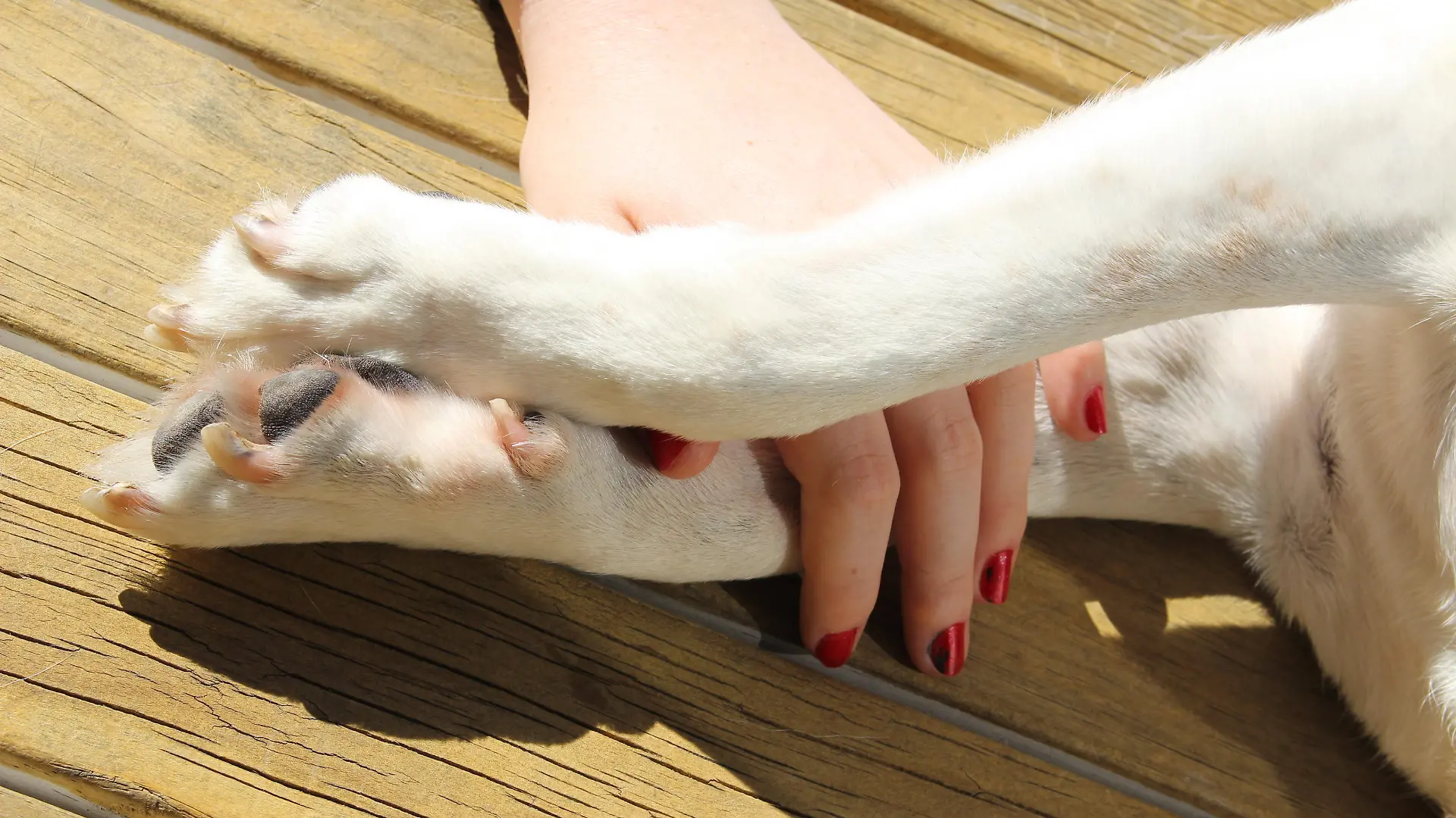 Hand with painted red fingernails between dogs front paws. Taken outside, both owner and dog lying down in the sun
