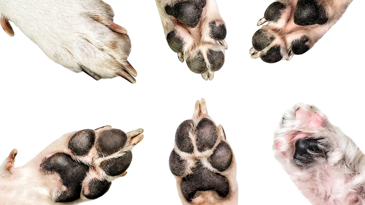 pet dog paws collection isolated on white background