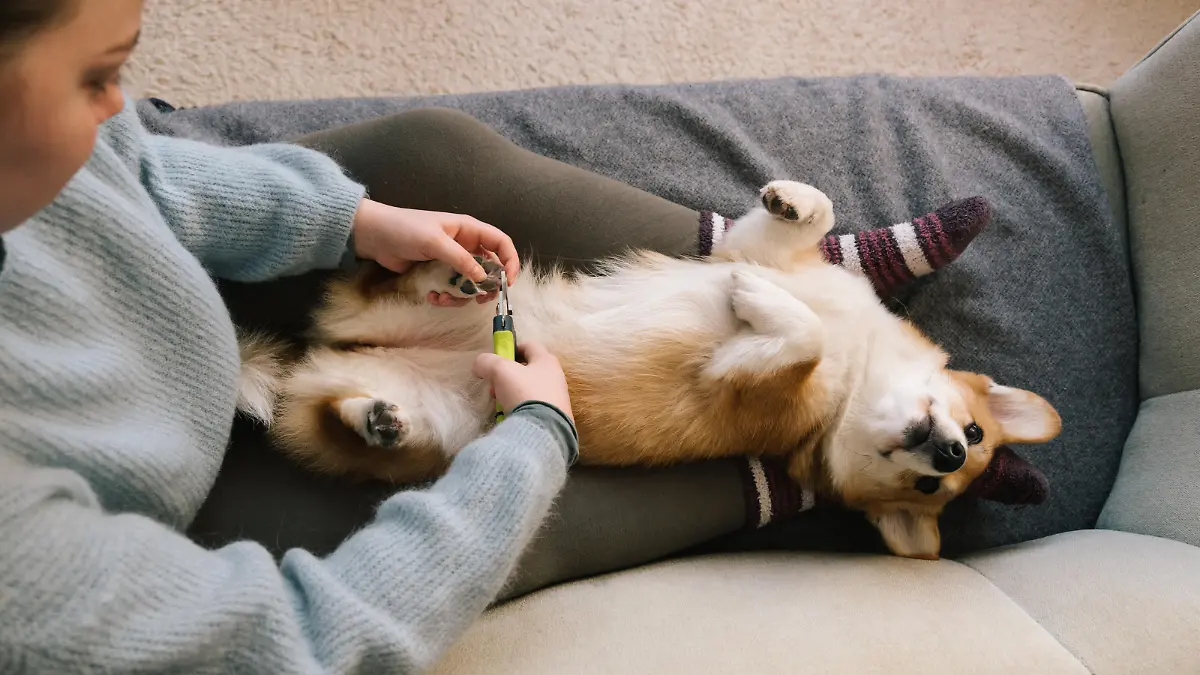 dog grooming: cutting claws with pliers of a corgi paw