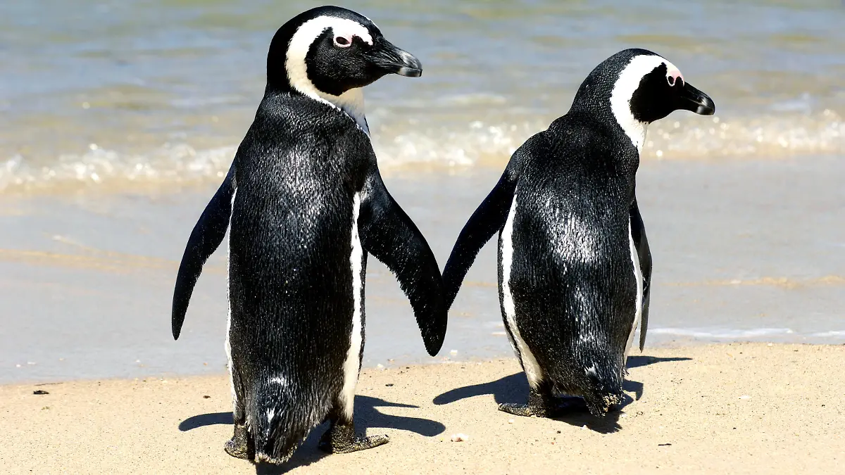 Zwei Afrikanische Pinguine (auch Brillenpinguine genannt) laufen am Wasser von Boulder's Beach in Simons Town an der Pazifik-Küste in Südafrika, aufgenommen am 16.02.2006. 1983 hatte man unter einem windgeschützten Busch oberhalb des Strandes ein einsames Pinguin-Pärchen gefunden. Mittlerweile haben sich die zwei stark vermehrt und andere Pinguin-Familien angezogen, so dass heute bereits 2.500 Afrikanische Pinguine an diesem kleinen Strandabschnitt leben. Die Sonnenhungrigen können sich hier aber getrost in den Sand legen und die Badefreunde auch ins Wasser begeben. Die Tiere sind absolut nicht schüchtern, im Gänsemarsch watscheln sie zwischen den Badegästen herum. Dabei sind sie nur sehr selten aggressiv, allerdings verteidigen sie in der Brutzeit ihr Nest. Die Kolonie ist geschützter Bestandteil des Tafelberg-Nationalparks. Foto: Karlheinz Schindler +++(c) dpa - Report+++