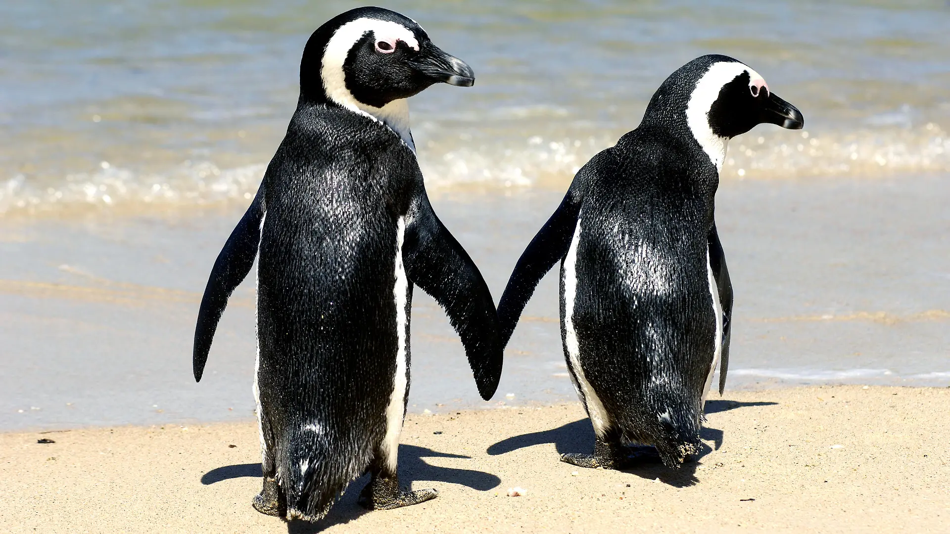 Zwei Afrikanische Pinguine (auch Brillenpinguine genannt) laufen am Wasser von Boulder's Beach in Simons Town an der Pazifik-Küste in Südafrika, aufgenommen am 16.02.2006. 1983 hatte man unter einem windgeschützten Busch oberhalb des Strandes ein einsames Pinguin-Pärchen gefunden. Mittlerweile haben sich die zwei stark vermehrt und andere Pinguin-Familien angezogen, so dass heute bereits 2.500 Afrikanische Pinguine an diesem kleinen Strandabschnitt leben. Die Sonnenhungrigen können sich hier aber getrost in den Sand legen und die Badefreunde auch ins Wasser begeben. Die Tiere sind absolut nicht schüchtern, im Gänsemarsch watscheln sie zwischen den Badegästen herum. Dabei sind sie nur sehr selten aggressiv, allerdings verteidigen sie in der Brutzeit ihr Nest. Die Kolonie ist geschützter Bestandteil des Tafelberg-Nationalparks. Foto: Karlheinz Schindler +++(c) dpa - Report+++