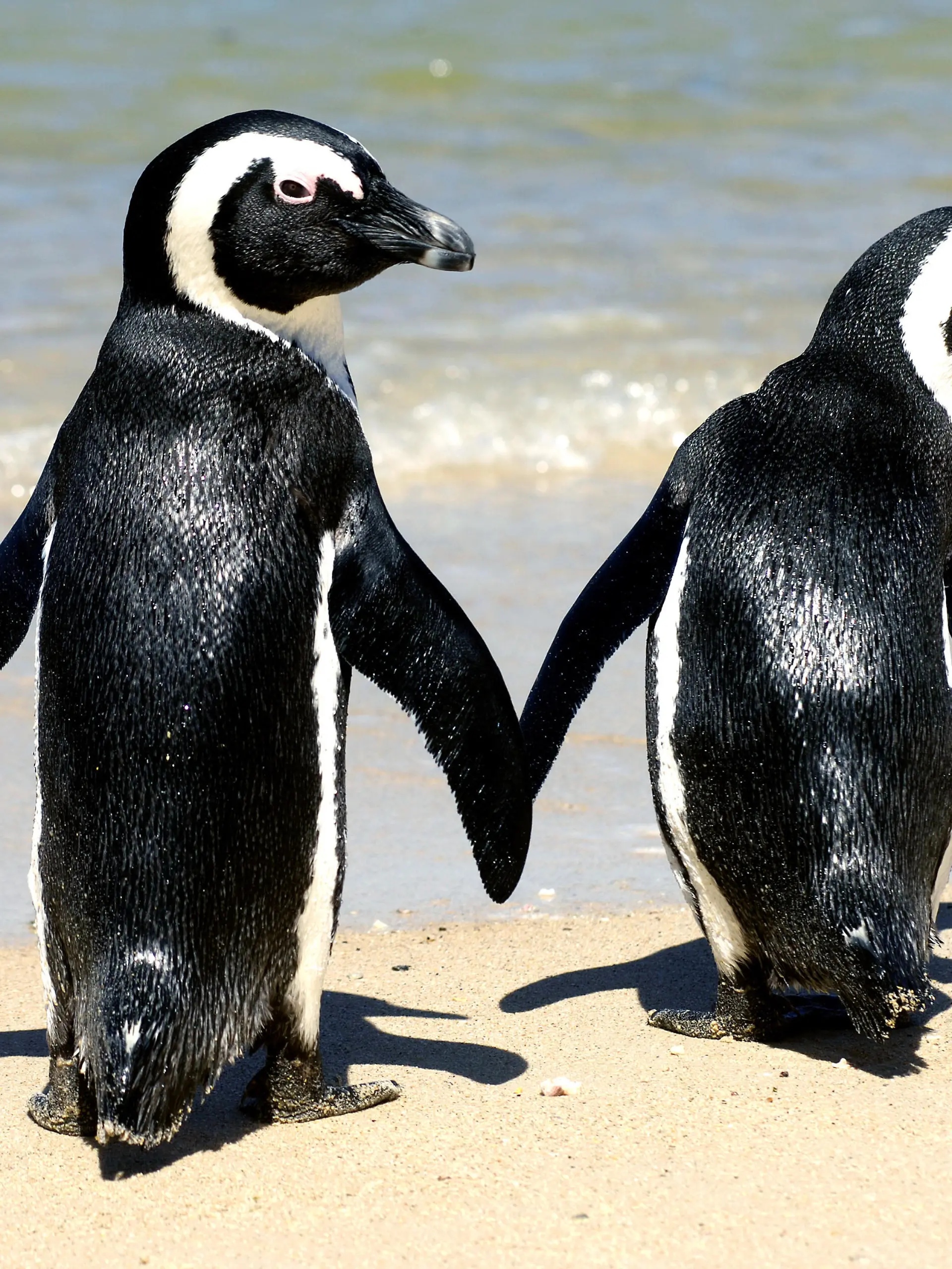 Zwei Afrikanische Pinguine (auch Brillenpinguine genannt) laufen am Wasser von Boulder's Beach in Simons Town an der Pazifik-Küste in Südafrika, aufgenommen am 16.02.2006. 1983 hatte man unter einem windgeschützten Busch oberhalb des Strandes ein einsames Pinguin-Pärchen gefunden. Mittlerweile haben sich die zwei stark vermehrt und andere Pinguin-Familien angezogen, so dass heute bereits 2.500 Afrikanische Pinguine an diesem kleinen Strandabschnitt leben. Die Sonnenhungrigen können sich hier aber getrost in den Sand legen und die Badefreunde auch ins Wasser begeben. Die Tiere sind absolut nicht schüchtern, im Gänsemarsch watscheln sie zwischen den Badegästen herum. Dabei sind sie nur sehr selten aggressiv, allerdings verteidigen sie in der Brutzeit ihr Nest. Die Kolonie ist geschützter Bestandteil des Tafelberg-Nationalparks. Foto: Karlheinz Schindler         +++(c) dpa - Report+++