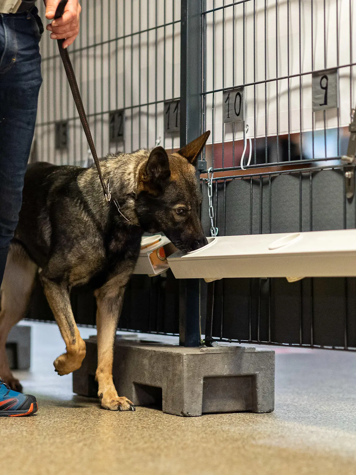 19.09.2021, Niedersachsen, Hannover: Corona-Spürhündin Bea (Deutscher Schäferhund) schnüffelt in Probenbehältern in der Teststation. Im Rahmen einer Machbarkeitsstudie kommen bei einer vierteiligen Konzertreihe in Hannover erstmals ausgebildete Corona-Spürhunde zum Einsatz. Foto: Michael Matthey/dpa +++ dpa-Bildfunk +++