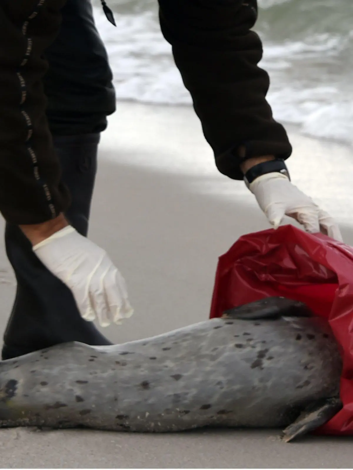 ARCHIV - Ein Seehundjäger verpackt am 16.10.2014 am Strand von Hörnum (Schleswig-Holstein) einen toten Seehund. Ein großer Teil der seit Anfang Oktober gefundenen schwer kranken oder toten Seehunde an der Nordseeküste ist an einem Influenzavirus verendet. Dies ist da Ergebnis tierärztlicher Untersuchungen, die am 20.10. im schleswig-holsteinischen Tönnig vorgestellt wurden. Foto: Carsten Rehder/dpa (zu dpa «Influenzavirus Ursache des Seehundsterbens im Norden» vom 20.10.2014) +++(c) dpa - Bildfunk+++