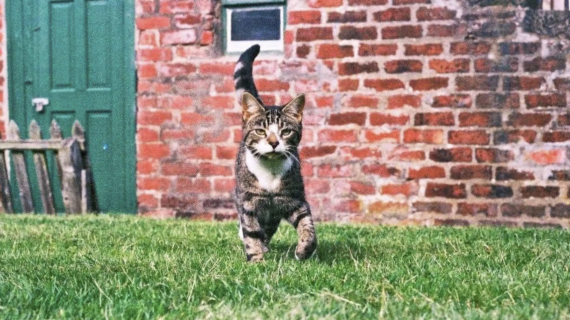 SONDERKONDITIONEN: Satzpreis!
Forbes the cat. See SWNS story SWSCcat. A cat has been reunited with its owners after it went missing ? 10 years ago. Feline Forbes, aged 12, was rescued by animal welfare chiefs in Aberdeen who found him looking very thin and with protruding bones. They scanned Forbes for a microchip and contacted his shocked owners who revealed the cat had been missing since 2011. Forbes has now been given back to his delighted owners who had given up hope of ever seeing him again.