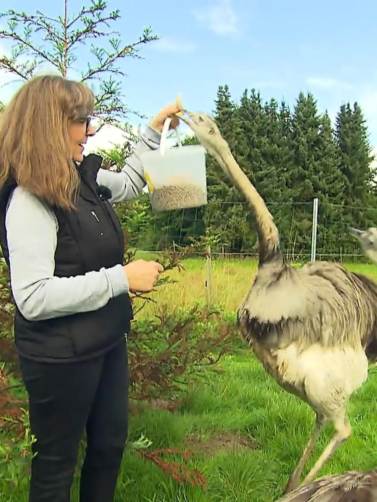 Warum kleine, schmächtige Hühner halten, wenn man sich stattdessen auch riesige Nandus zulegen kann? Spaß beiseite – Heidi Hühner (so heißt sie wirklich!) hält im nordhessischen Nieste auch Hühner. Ihr Herz hat sie aber an ihre fünf Nandus verloren. Ursprünglich waren sie als Schutz für die Hühner vor Fressfeinden gedacht, nun sind sie in Nieste zu echten Stars geworden. Wie Heidi mit den Tieren lebt, sehen Sie im Video!