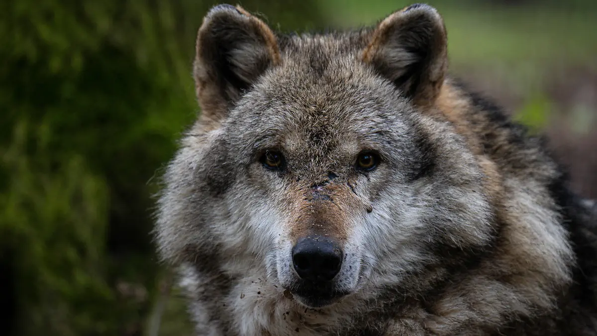 11.05.2023, Niedersachsen, Dörverden: Ein Europäischer Grauwolf in einem Gehege vom Wolfcenter Dörverden. Das Thema Wolf beschäftigt die Umweltminister der Länder, die in Nordrhein-Westfalen zur Umweltministerkonferenz zusammenkommen. Foto: Sina Schuldt/dpa +++ dpa-Bildfunk +++