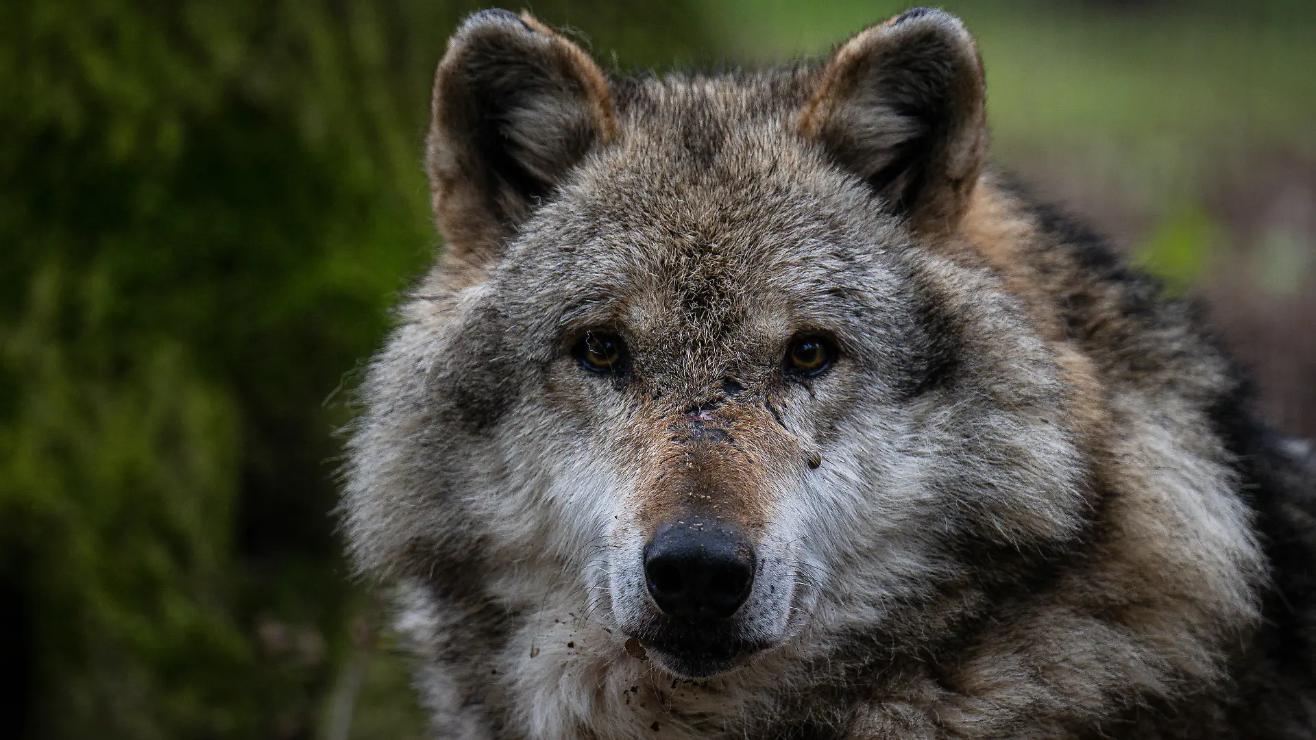 11.05.2023, Niedersachsen, Dörverden: Ein Europäischer Grauwolf in einem Gehege vom Wolfcenter Dörverden. Das Thema Wolf beschäftigt die Umweltminister der Länder, die in Nordrhein-Westfalen zur Umweltministerkonferenz zusammenkommen. Foto: Sina Schuldt/dpa +++ dpa-Bildfunk +++