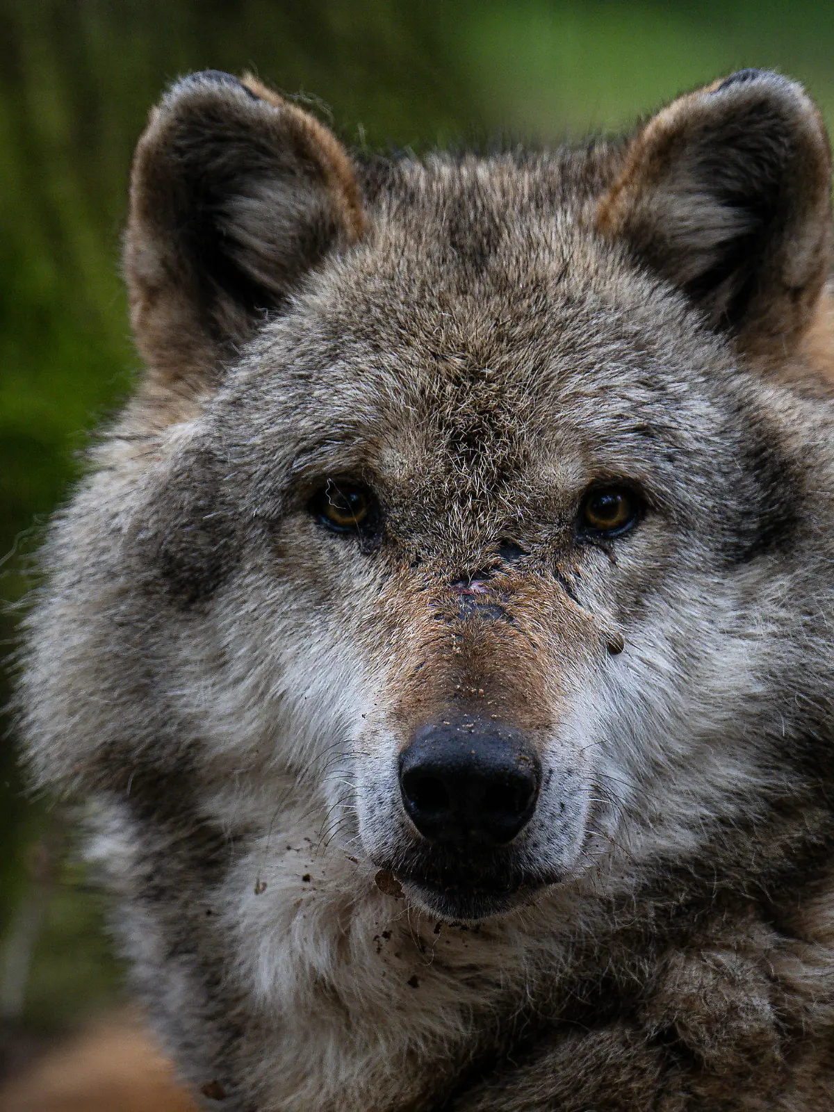11.05.2023, Niedersachsen, Dörverden: Ein Europäischer Grauwolf in einem Gehege vom Wolfcenter Dörverden. Das Thema Wolf beschäftigt die Umweltminister der Länder, die in Nordrhein-Westfalen zur Umweltministerkonferenz zusammenkommen. Foto: Sina Schuldt/dpa +++ dpa-Bildfunk +++