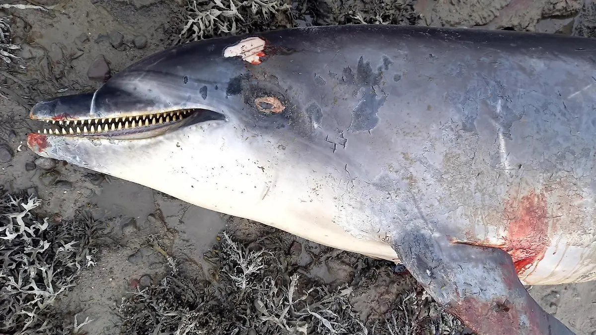 FRANCES GALLAGHER/ CATERS NEW (PICTURED- Tragic dead dolphin called Nick and their injuries) A lonely dolphin who had been approaching swimmers in Cornwall in a bid to make friends has died after being hit by a boat. The overfriendly bottlenose dolphin, dubbed Nick, had been filmed playing in the water with delighted children and paddle boarders as other tourists watched on in amazement at Hayle Harbour in Cornwall last month.Experts warned that the animal - known as a 'social solitary' dolphin due to it choosing to interact with humans over other dolphins - was highly unusual and should be treated with care. But sadly, the cute creature has been found dead after being hit by a boat in Ireland. SEE CATERS COPY
