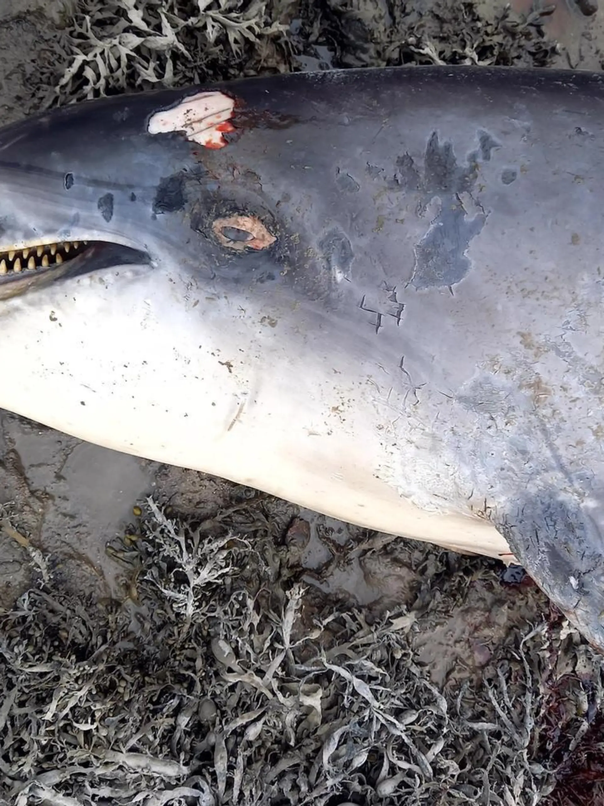 FRANCES GALLAGHER/ CATERS NEW (PICTURED- Tragic dead dolphin called Nick and their injuries) A lonely dolphin who had been approaching swimmers in Cornwall in a bid to make friends has died after being hit by a boat. The overfriendly bottlenose dolphin, dubbed Nick, had been filmed playing in the water with delighted children and paddle boarders as other tourists watched on in amazement at Hayle Harbour in Cornwall last month.Experts warned that the animal - known as a 'social solitary' dolphin due to it choosing to interact with humans over other dolphins - was highly unusual and should be treated with care. But sadly, the cute creature has been found dead after being hit by a boat in Ireland. SEE CATERS COPY