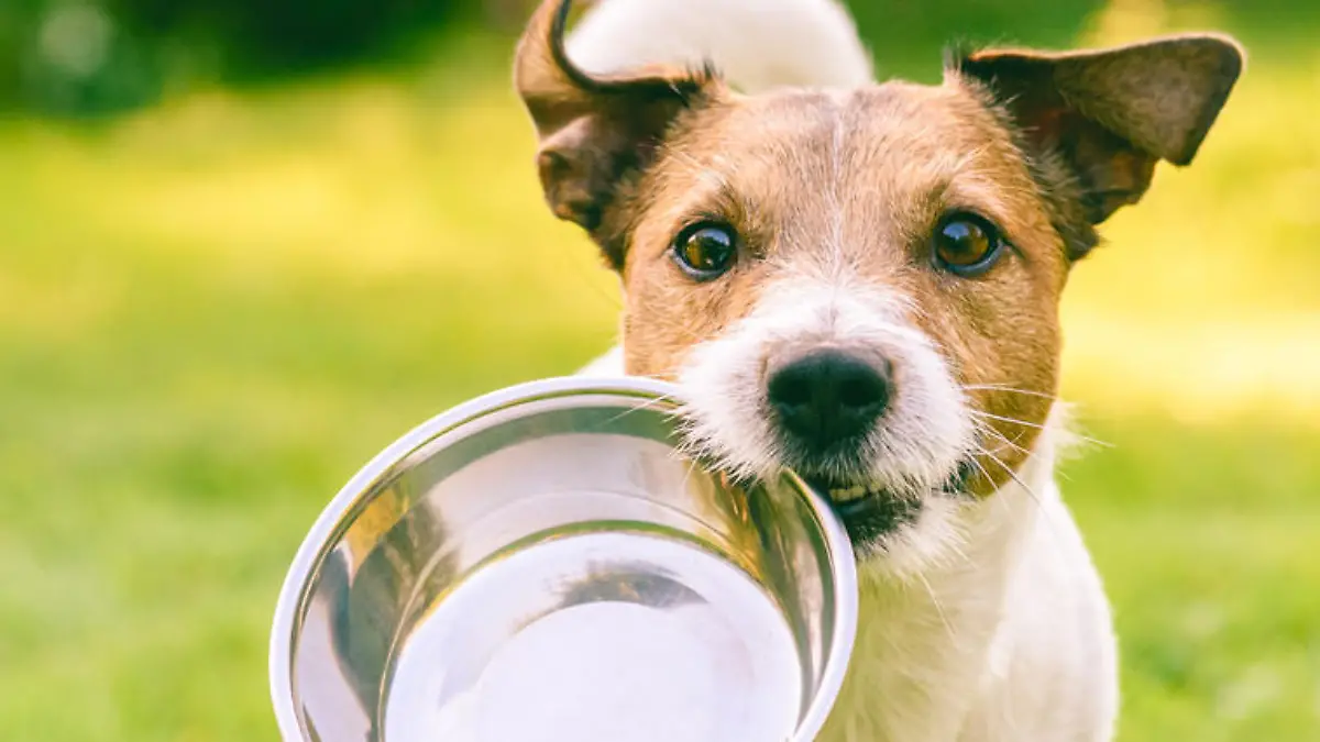 Jack Russell Terrier dog carrying in mouth metal plate