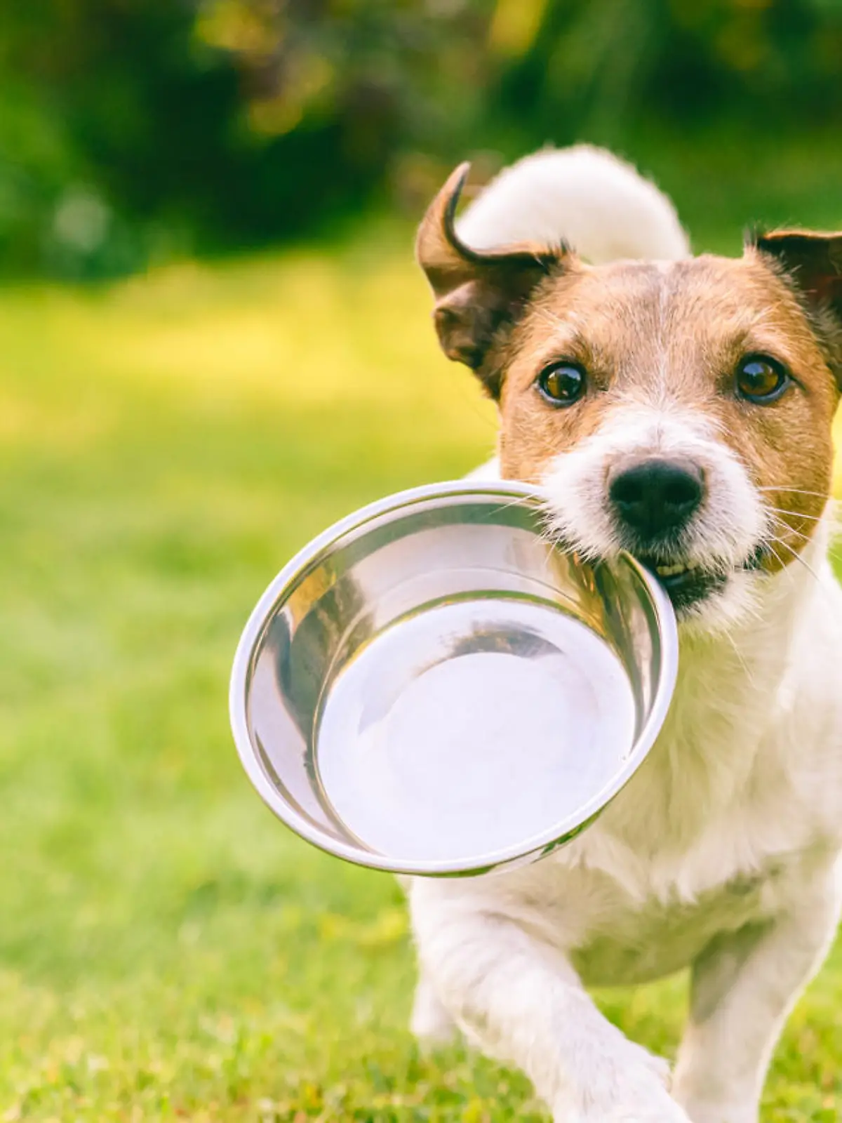 Jack Russell Terrier dog carrying in mouth metal plate