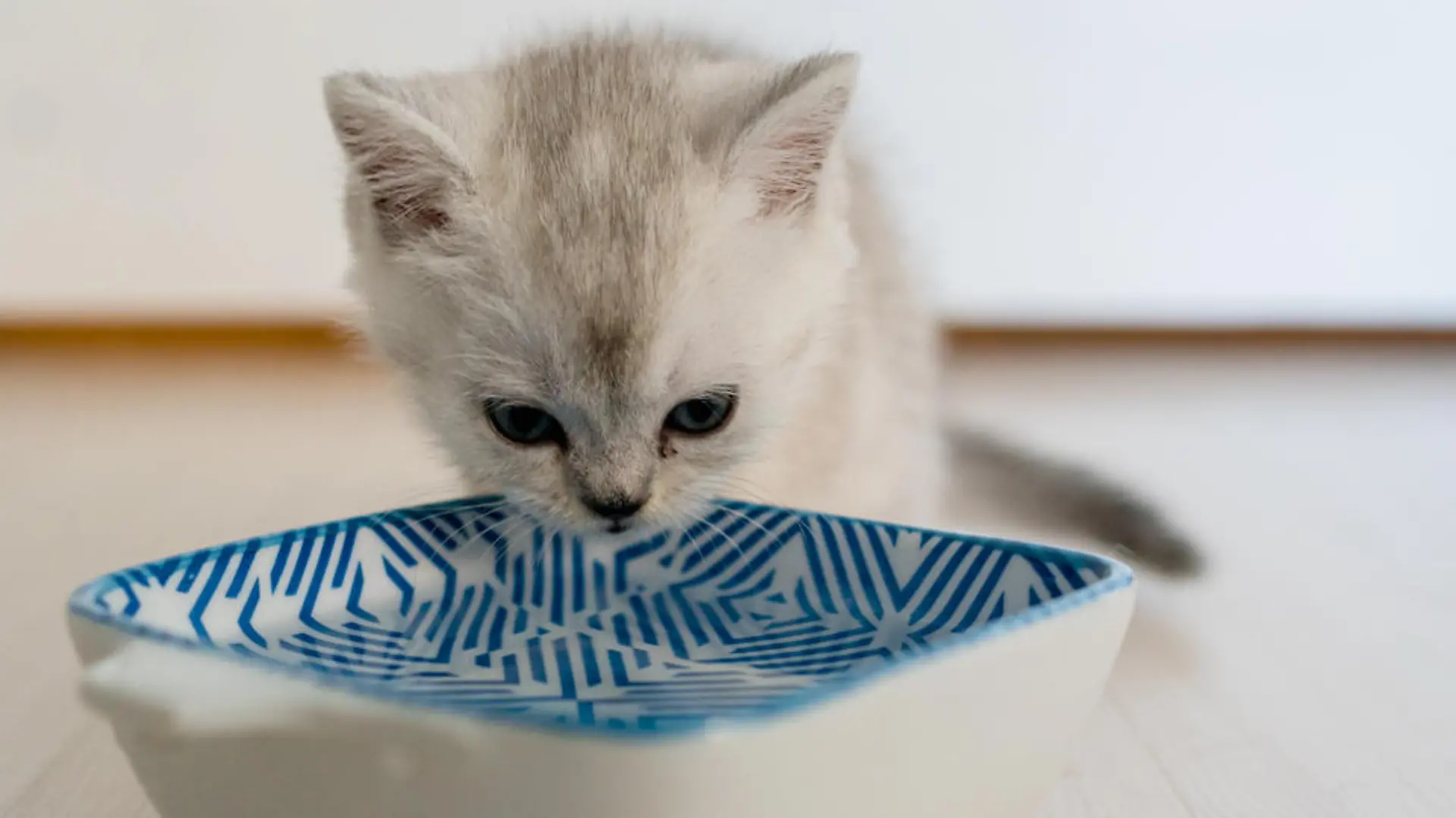 British shorthairs kitten cat