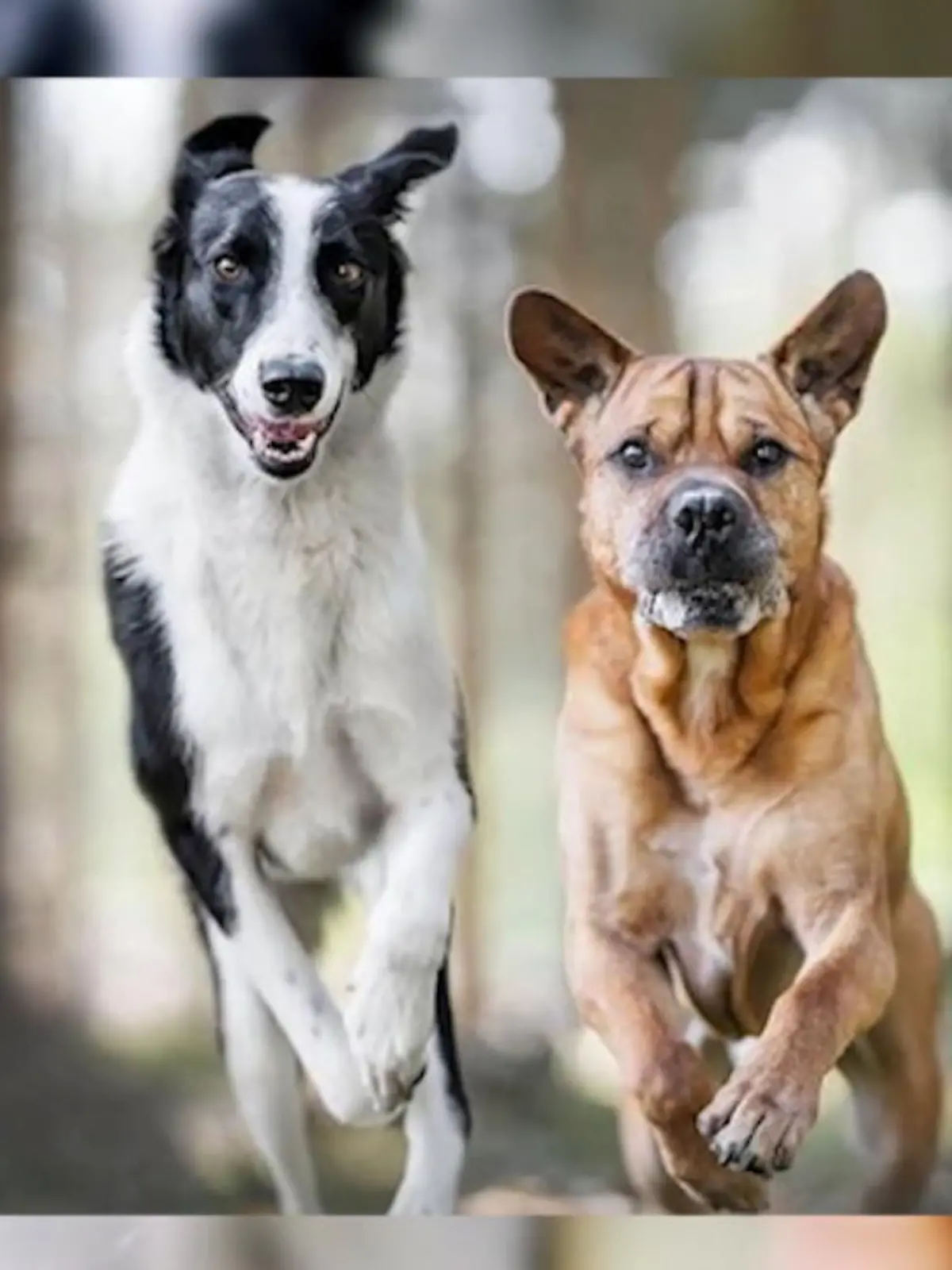 Bild zu: "German Petfluencer Awards verliehen"