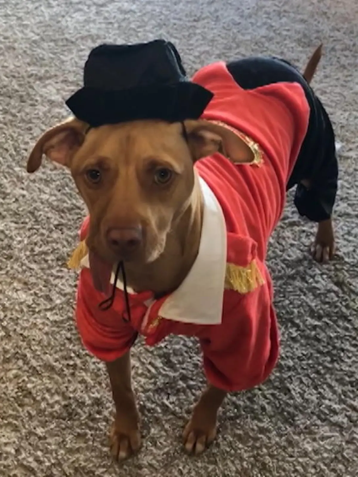 Bild zu: "Hund mit halbem Gesicht überlebt"