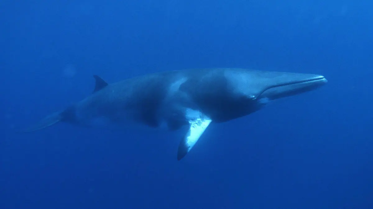 Ein Zwerg-Minkwal am Great Barrier-Riff vor Australien (undatiertes WWF-Foto).  Genaue Zahlen über den Bestand an Walen sind kaum zu erhalten, doch ist unstrittig, dass bis zum weltweiten Walfangverbot 1986 jährlich Zehntausende Wale geschossen wurden. Und das Sterben dauert an: Bis zu 650000 Meeressäugetiere verenden jährlich im sogenannten Beifang der Weltfischerei. Etwa die Hälfte sind Robben, die andere Hälfte Waltiere. Zu dieser erschreckenden Bilanz kommen Wissenschaftler nach Hochrechnungen anlässlich der 55. Jahrestagung der Internationalen Walfang Kommission (IWC) in Berlin.