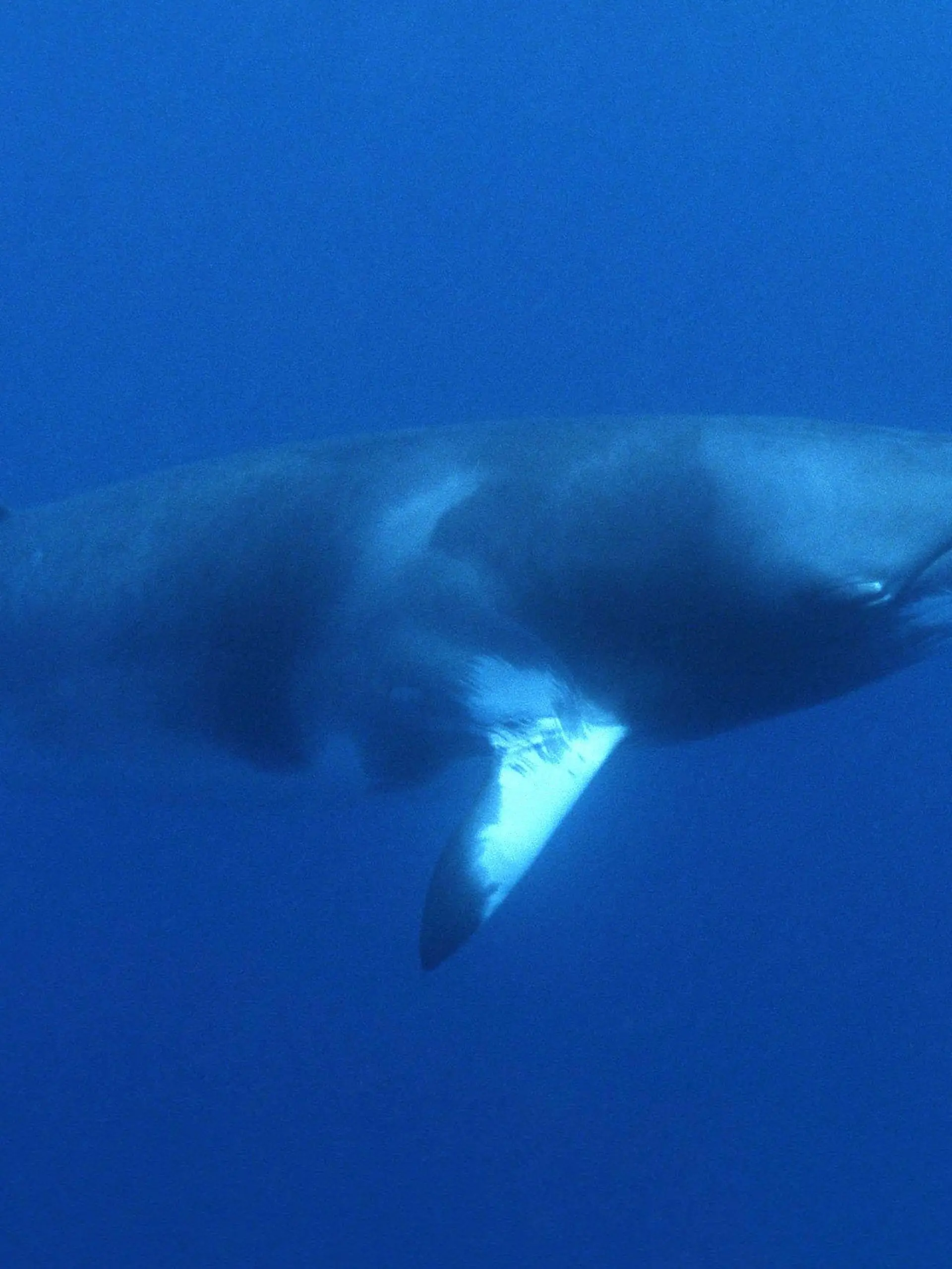Ein Zwerg-Minkwal am Great Barrier-Riff vor Australien (undatiertes WWF-Foto).  Genaue Zahlen über den Bestand an Walen sind kaum zu erhalten, doch ist unstrittig, dass bis zum weltweiten Walfangverbot 1986 jährlich Zehntausende Wale geschossen wurden. Und das Sterben dauert an: Bis zu 650000 Meeressäugetiere verenden jährlich im sogenannten Beifang der Weltfischerei. Etwa die Hälfte sind Robben, die andere Hälfte Waltiere. Zu dieser erschreckenden Bilanz kommen Wissenschaftler nach Hochrechnungen anlässlich der 55. Jahrestagung der Internationalen Walfang Kommission (IWC) in Berlin.