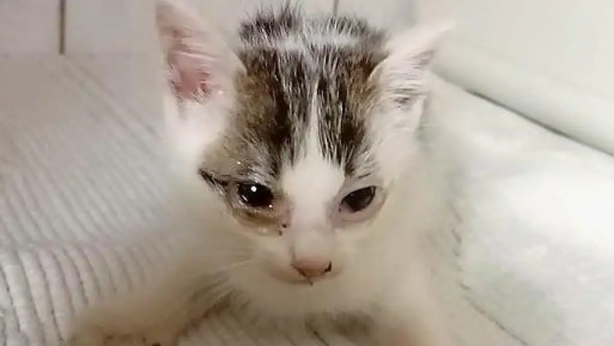 Katze Goethe im Tierheim Marl
