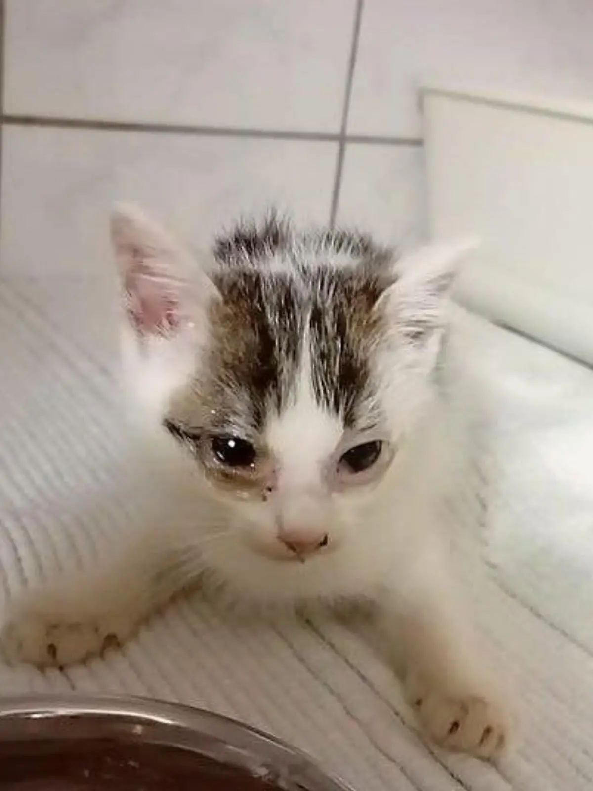 Katze Goethe im Tierheim Marl