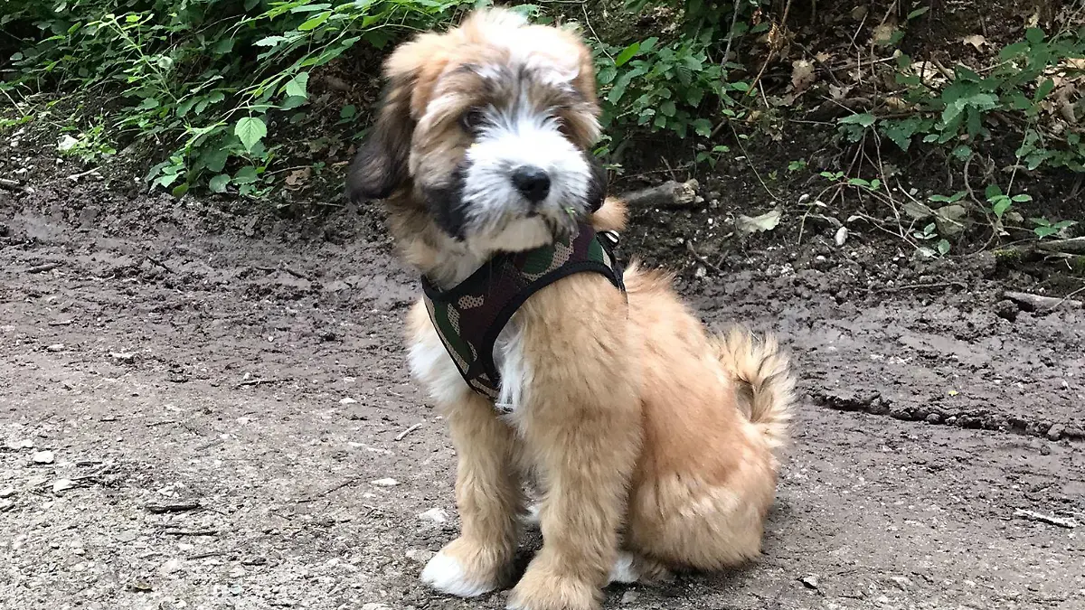 Tibet Terrier-Welpe Lulu