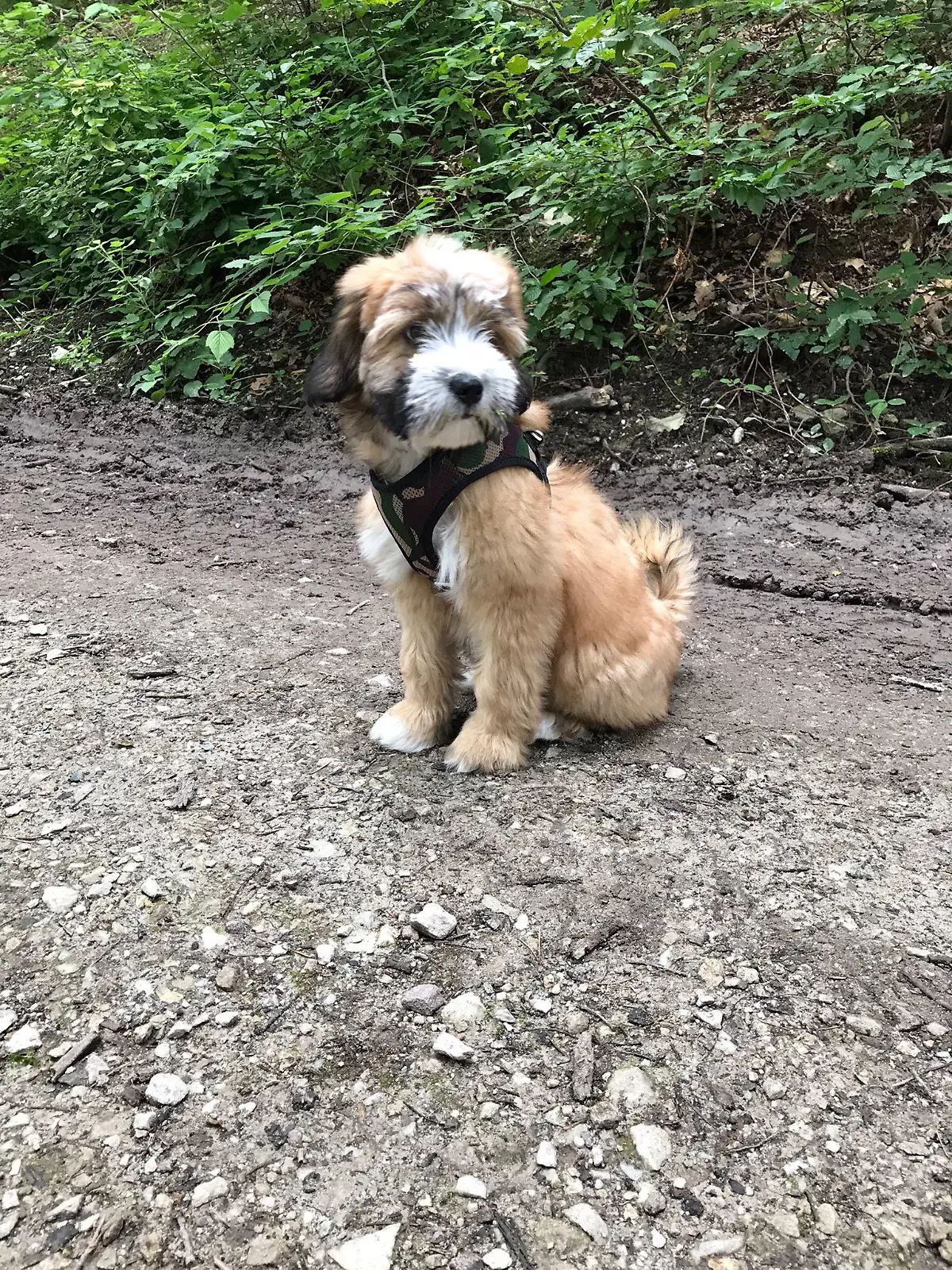 Tibet Terrier-Welpe Lulu