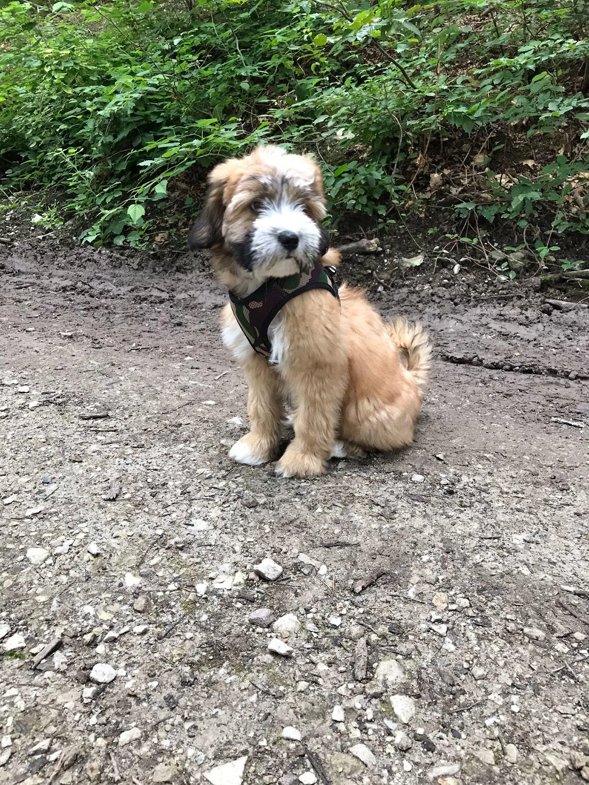 Tibet Terrier-Welpe Lulu