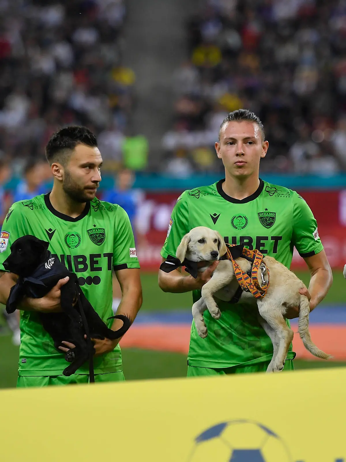 FCSB v Dinamo Bucharest - Romanian First League Catalin Itu, Alexandru Rauta, Deniz Giafer and Costin Amzar hold dogs in action during the Romania Liga 1 game between FCSB and Dinamo Bucharest, played on Arena Nationala, in Bucharest, on Sunday 12 September 2021. Bucharest Romania nicodim-notitle210912_npnvq PUBLICATIONxNOTxINxFRA Copyright: xAlexxNicodimx 