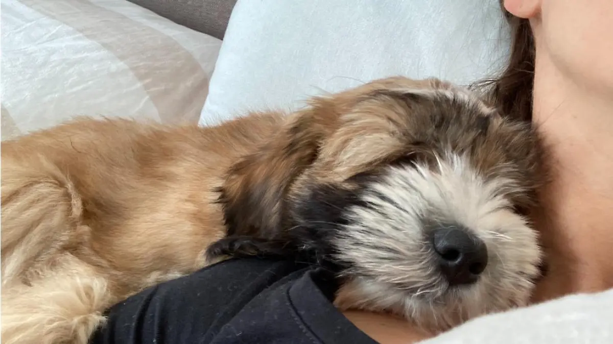 Tibet Terrier Welpe Lulu